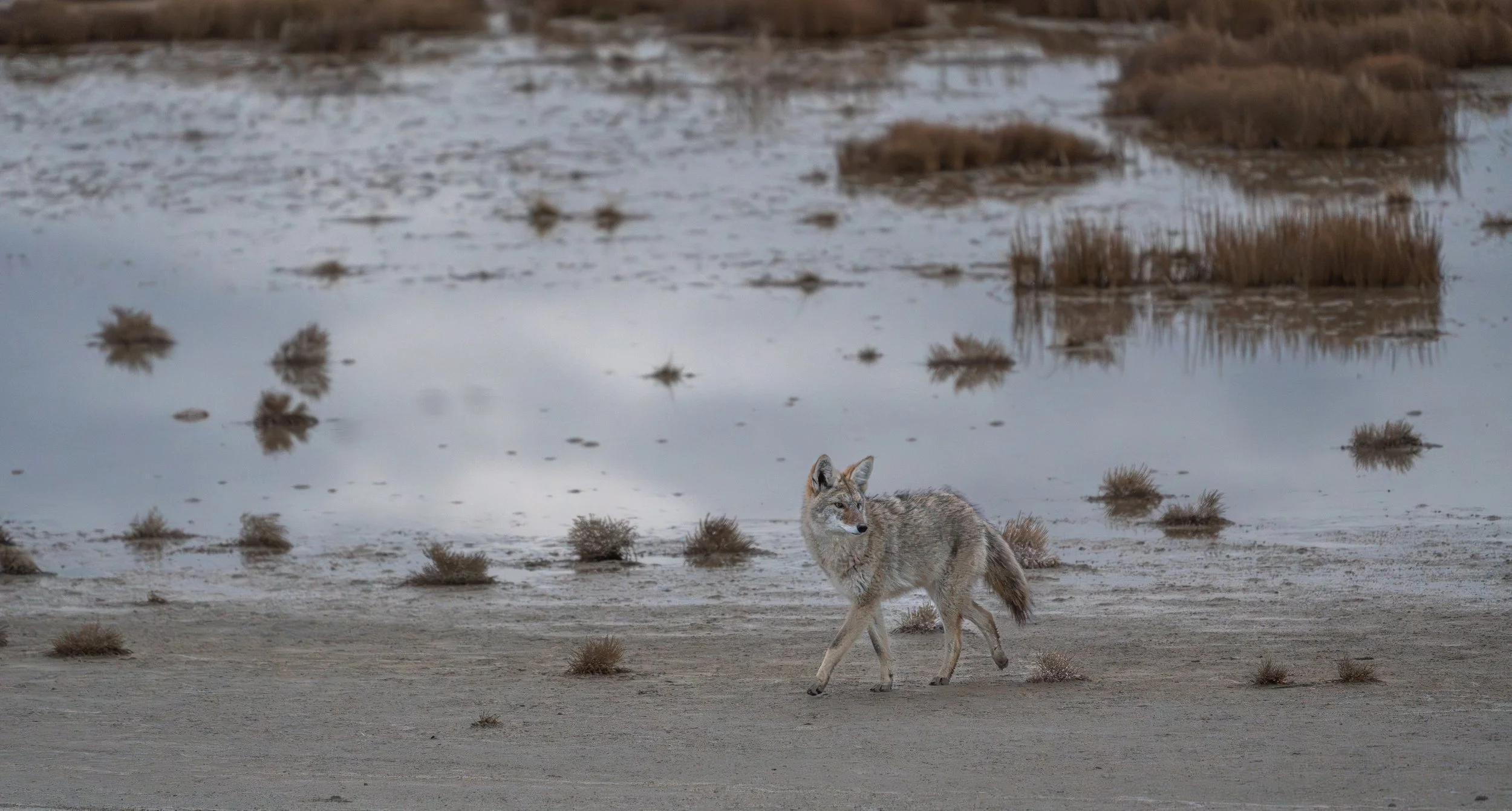 A wolf walking on a muddy, wet landscape with patches of grass and puddles of water.