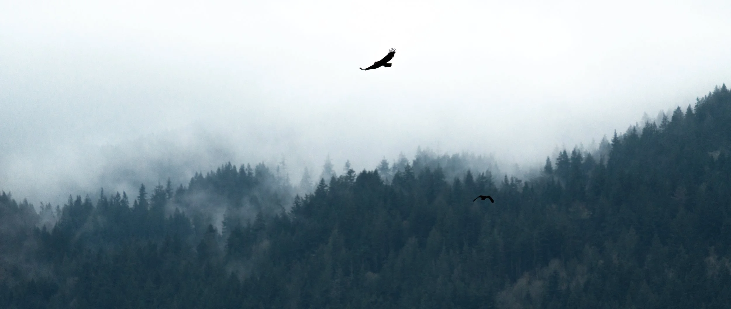 Silhouettes of two birds flying over a foggy mountain forest with trees.