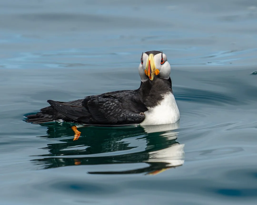 puffin.jpg