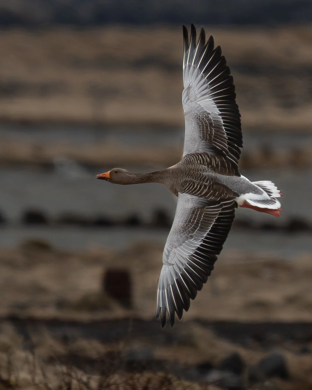 goose-2.jpg