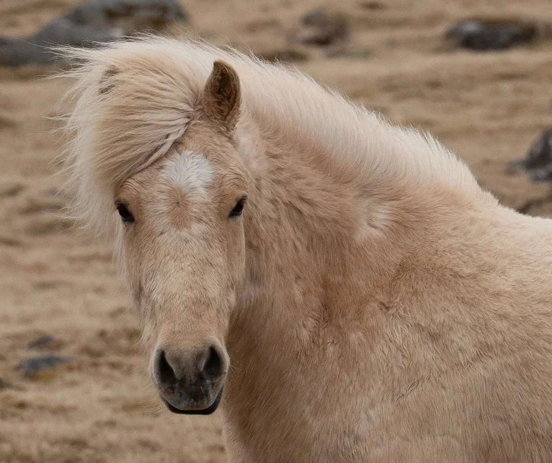 icelandhorse-3.jpg