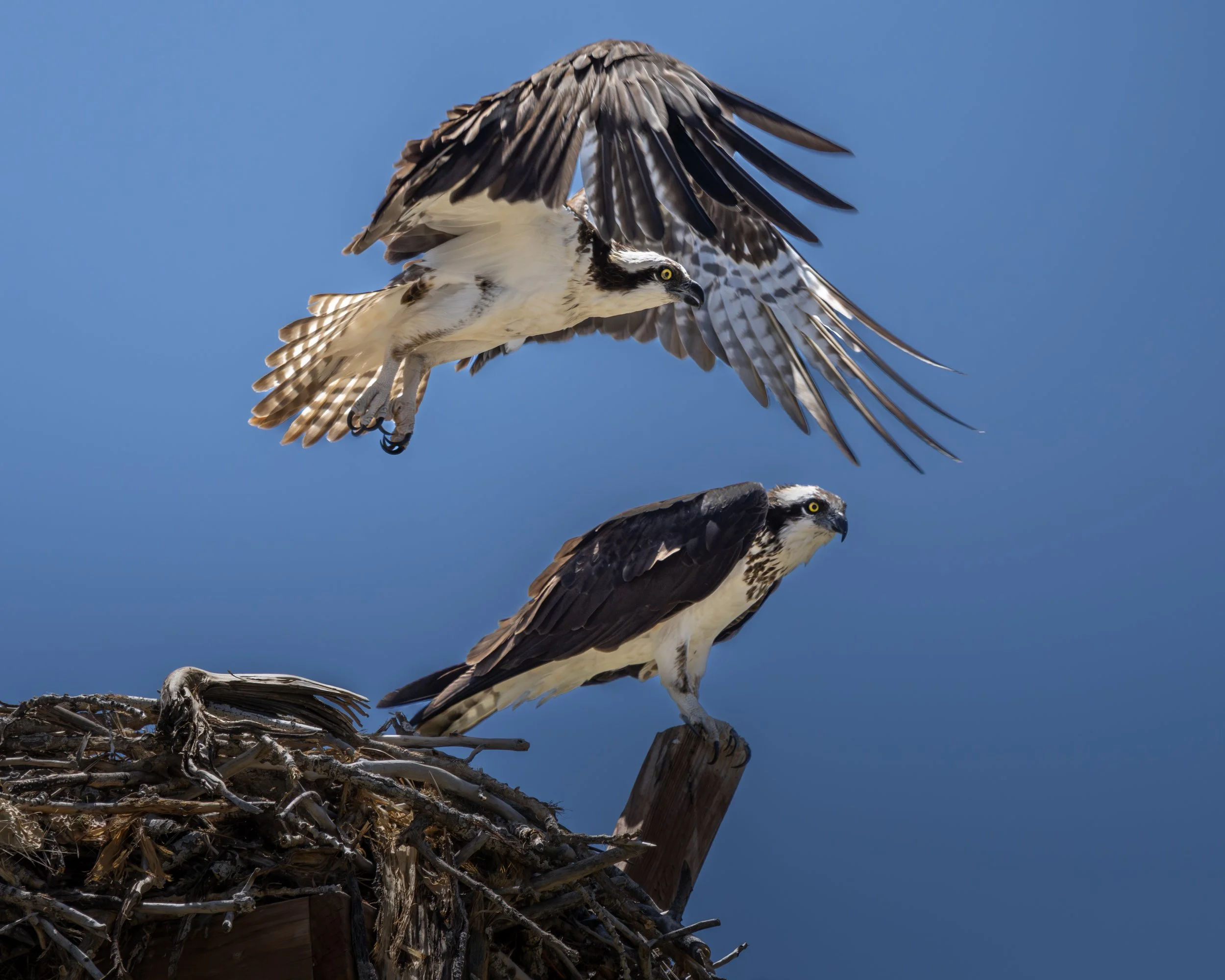 doubleOsprey.jpg