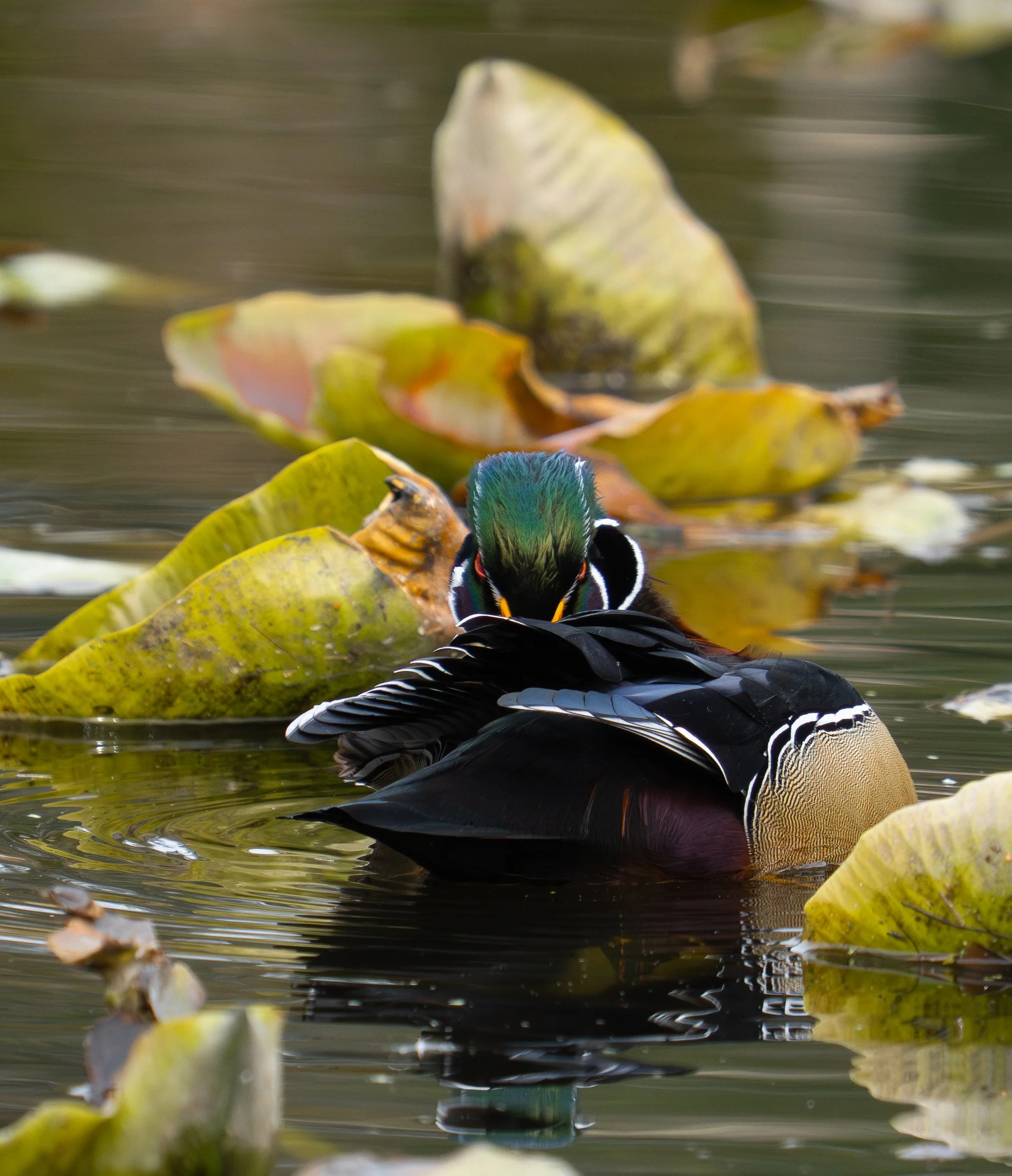 woodduck2.jpg