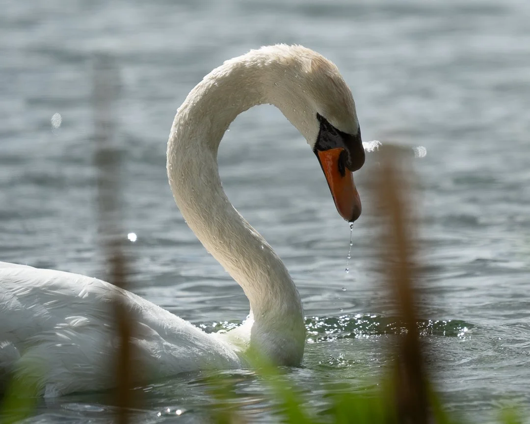 swan.jpg