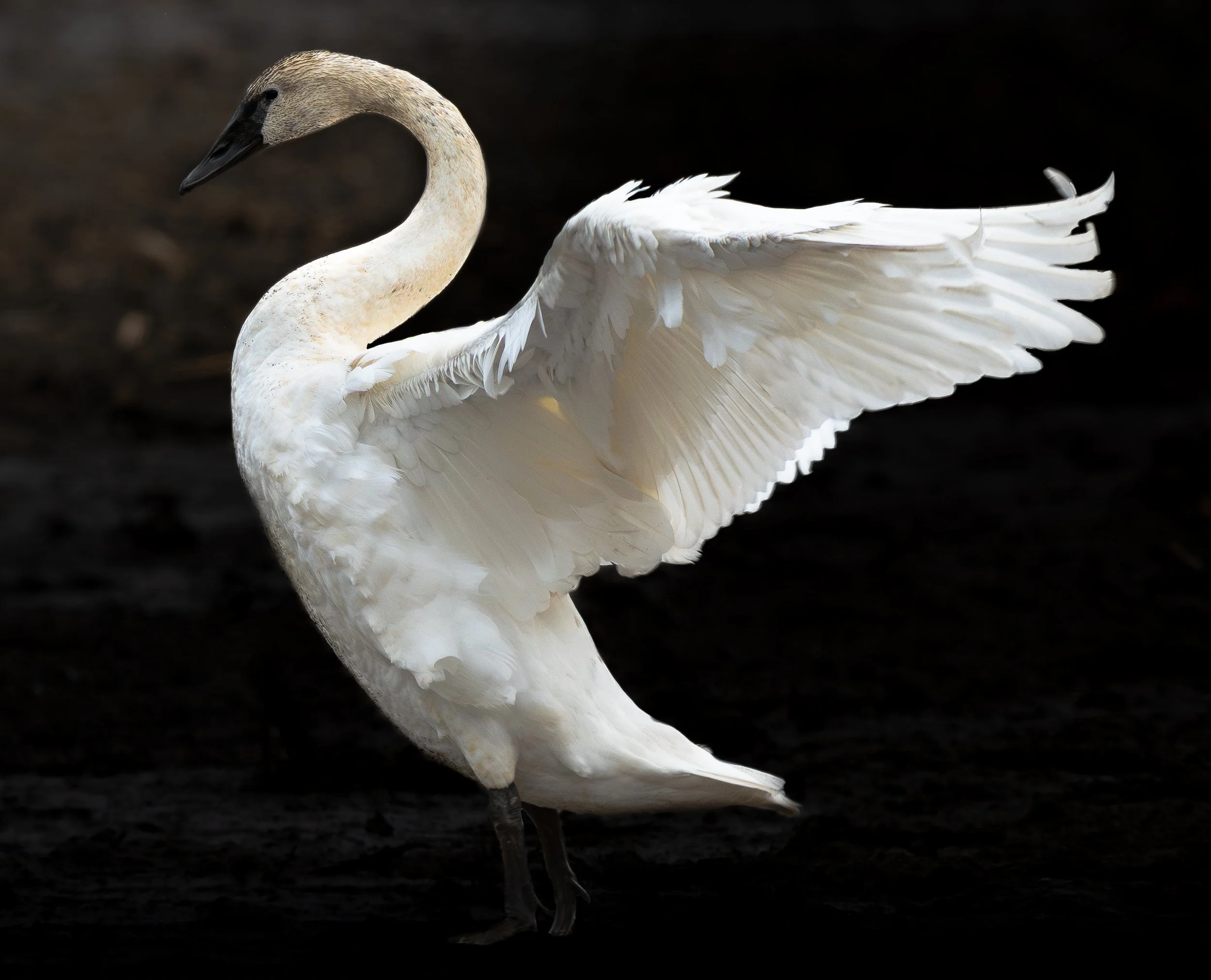 A white swan with one wing lifted, set against a dark background.