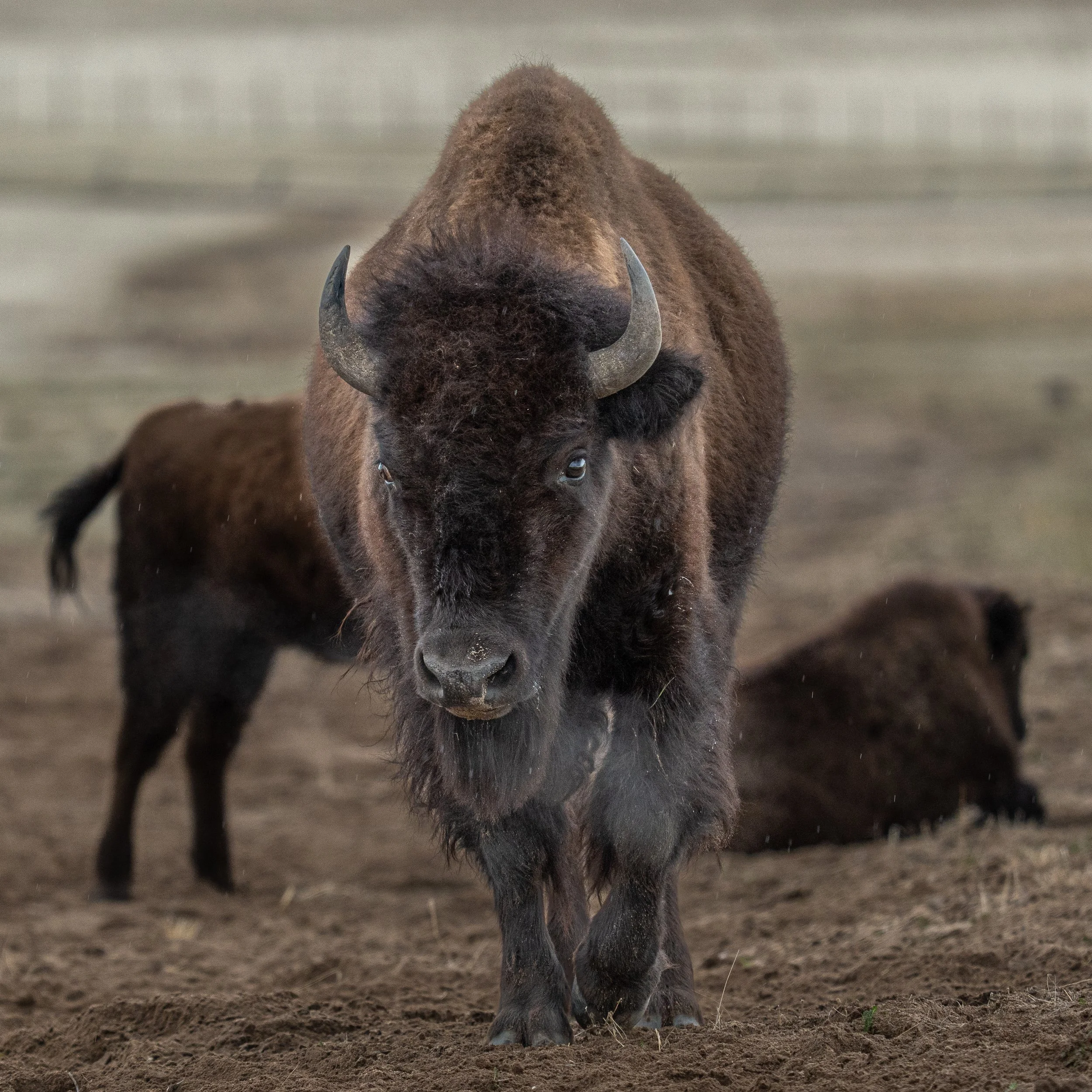 A bison standing on dirt ground with other bison resting behind it.