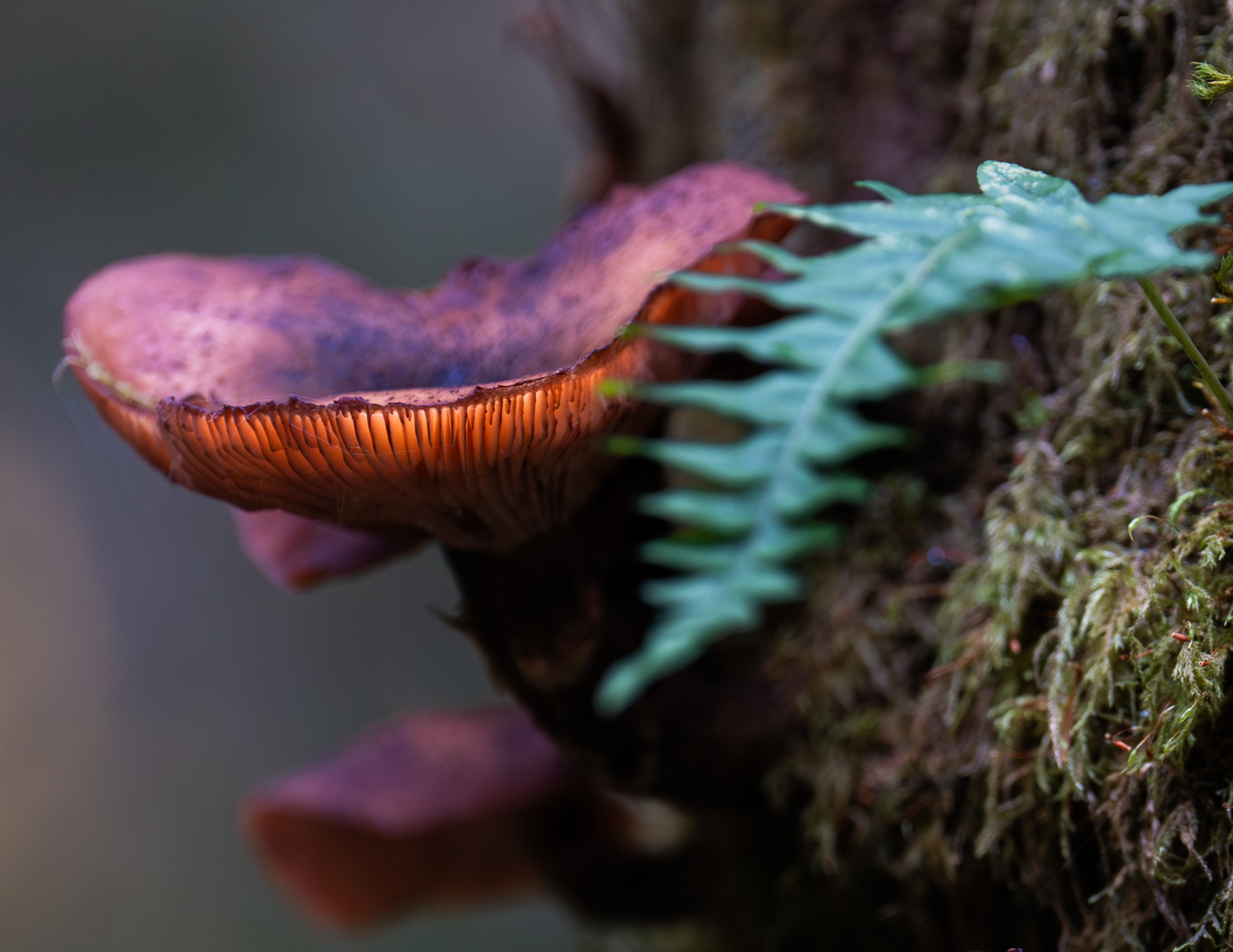 Close-up of a pinkish-brown mushroom and a green fern plant growing on a tree trunk