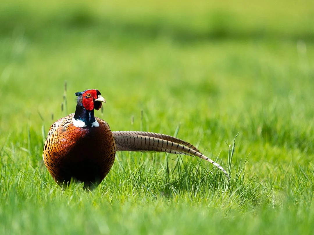 redneckpheasant.jpg