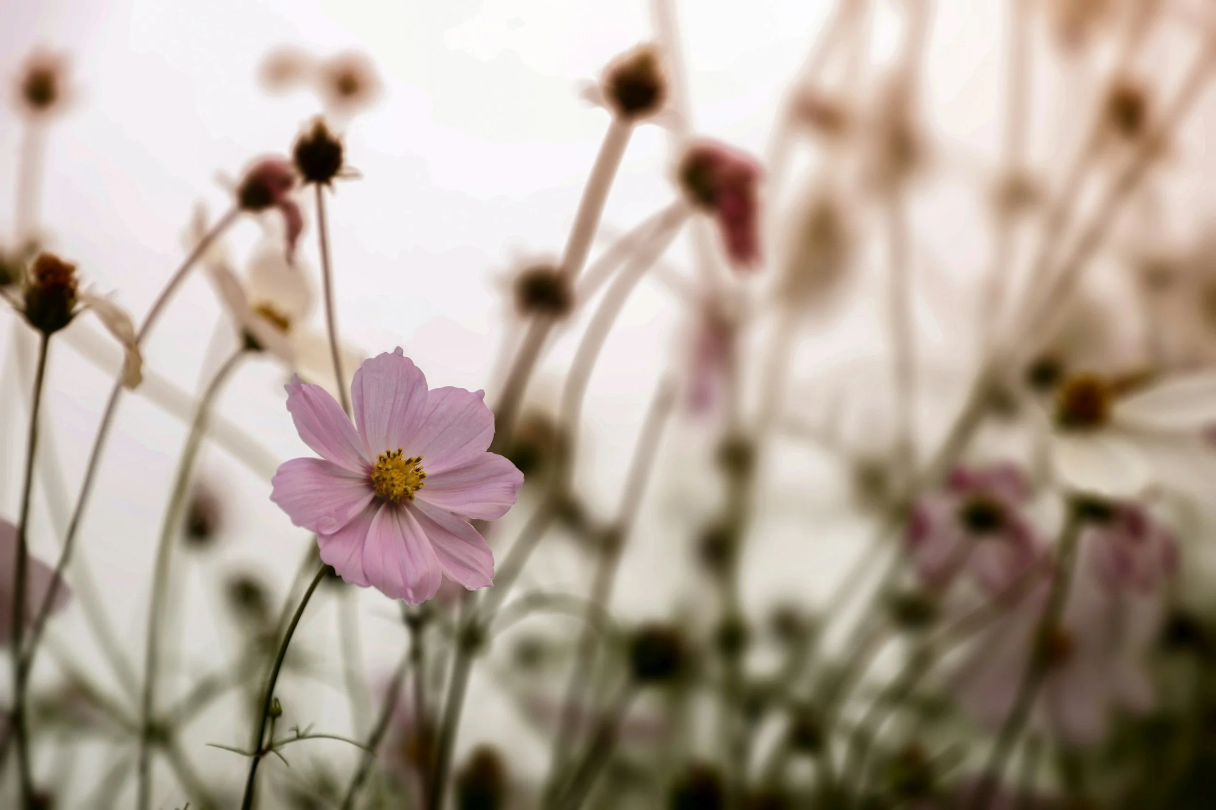 Close-up of light pink flowers with yellow centers among blurred stems and other flowers.