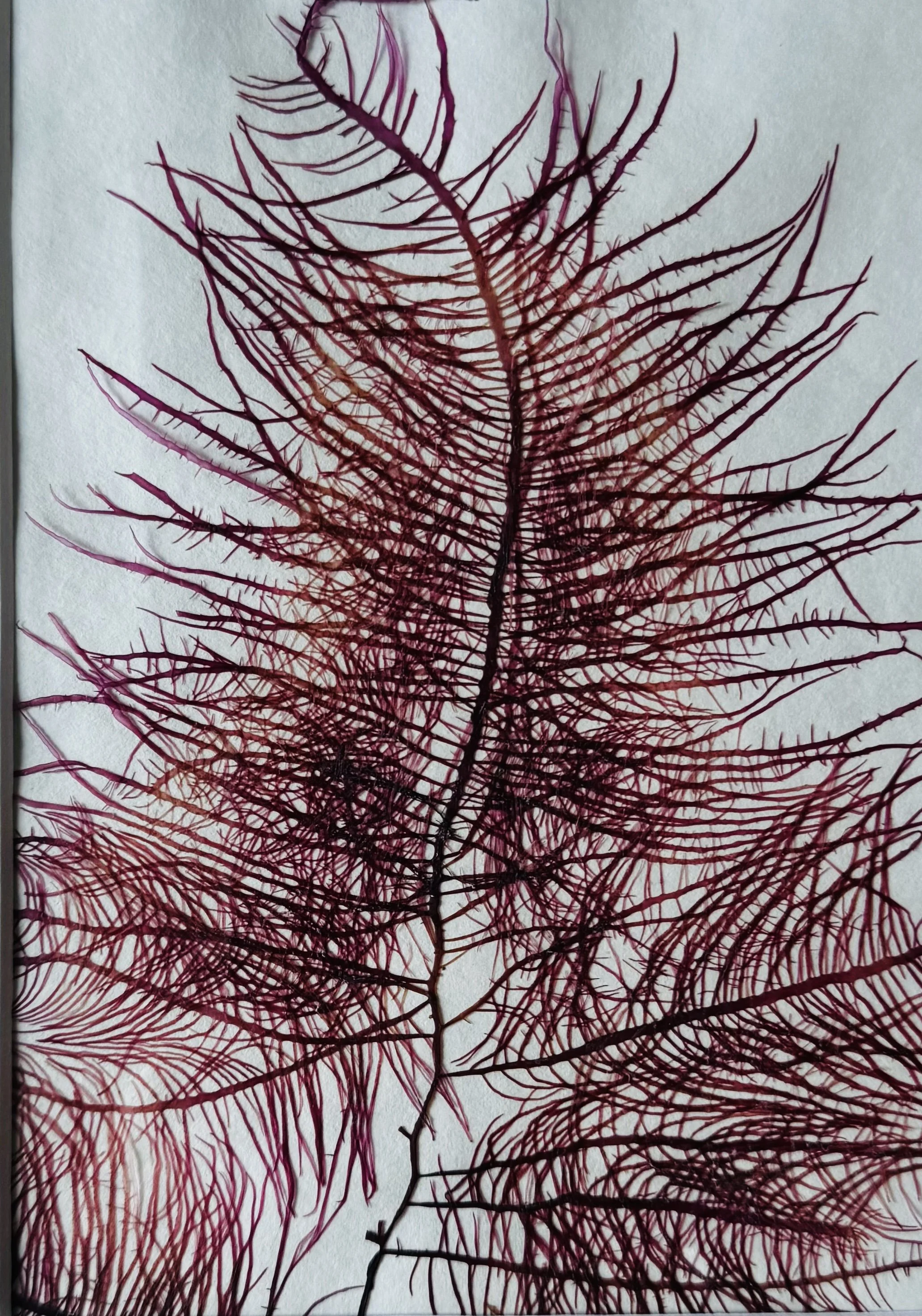 ‘All washed up’ Seaweed Pressing - Sunday 12 July 2026
