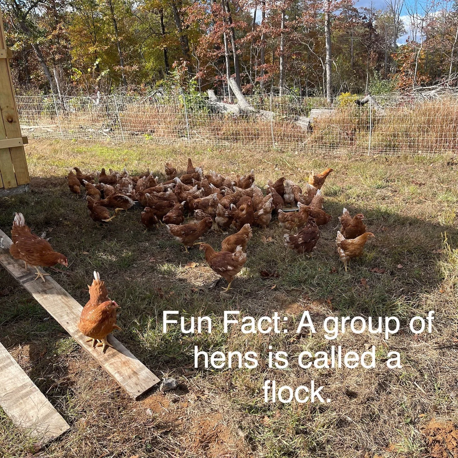 Fun Chicken Fact: A group of hens is called a flock. Our flock lives together in harmony on our farm in Broad Run, VA! 

#flockyeah #flock #PastureRaised #NorthernVirginiaFarm #SuperNoVAEggs #FarmHer #WomenInAg #PoweredByPasture