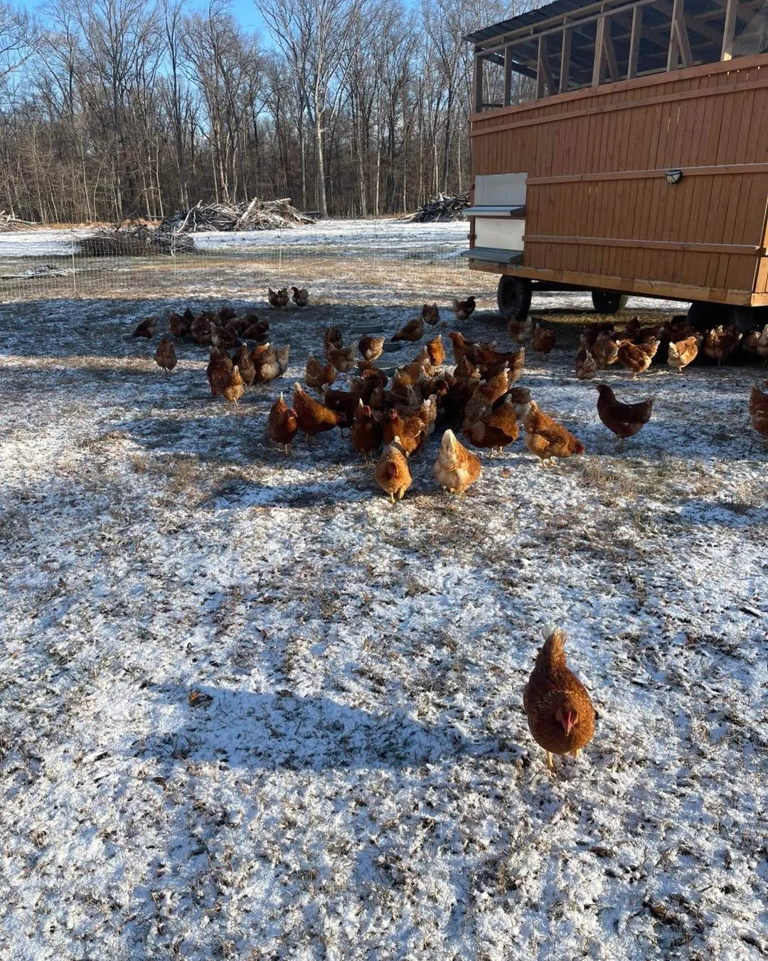 Our sweet girls are laying even though it&rsquo;s snowing out!!! And Rosie the inspector keeping count for us🤩 Way to go girls 🙌🙏💪❤️

🥚🥚🥚🥚🥚🥚🥚🥚🥚🥚🥚🥚🥚🥚🥚🥚🥚🥚🥚🥚🥚

#PastureRaised #womeninag #supernovaeggs #poweredbypasture #northern