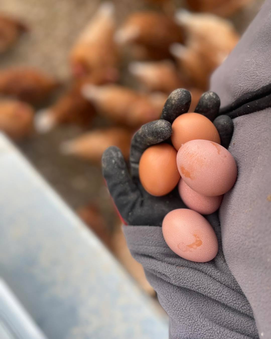 5 more eggs today!!! We&rsquo;re going to be rolling in eggs by the end of next month at this rate ❤️🐓💯

🥚🥚🥚🥚🥚🥚🥚🥚🥚🥚🥚🥚🥚🥚🥚🥚🥚🥚🥚🥚🥚🥚🥚🥚🥚🥚