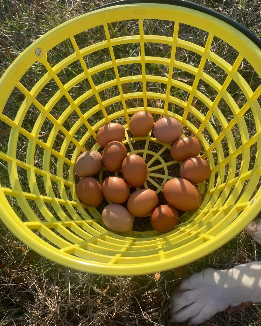 We&rsquo;ve collected over 40 eggs today!! What a wonderful gift from our girls 🎄😍 

Happy Holidays everyone !! 

#PastureRaised #supernovaeggs #poweredbypasture #northernvirginiafarm #healthyhens #flockyeah #flock #EatLocalVA #FarmHer #WomenInAg #