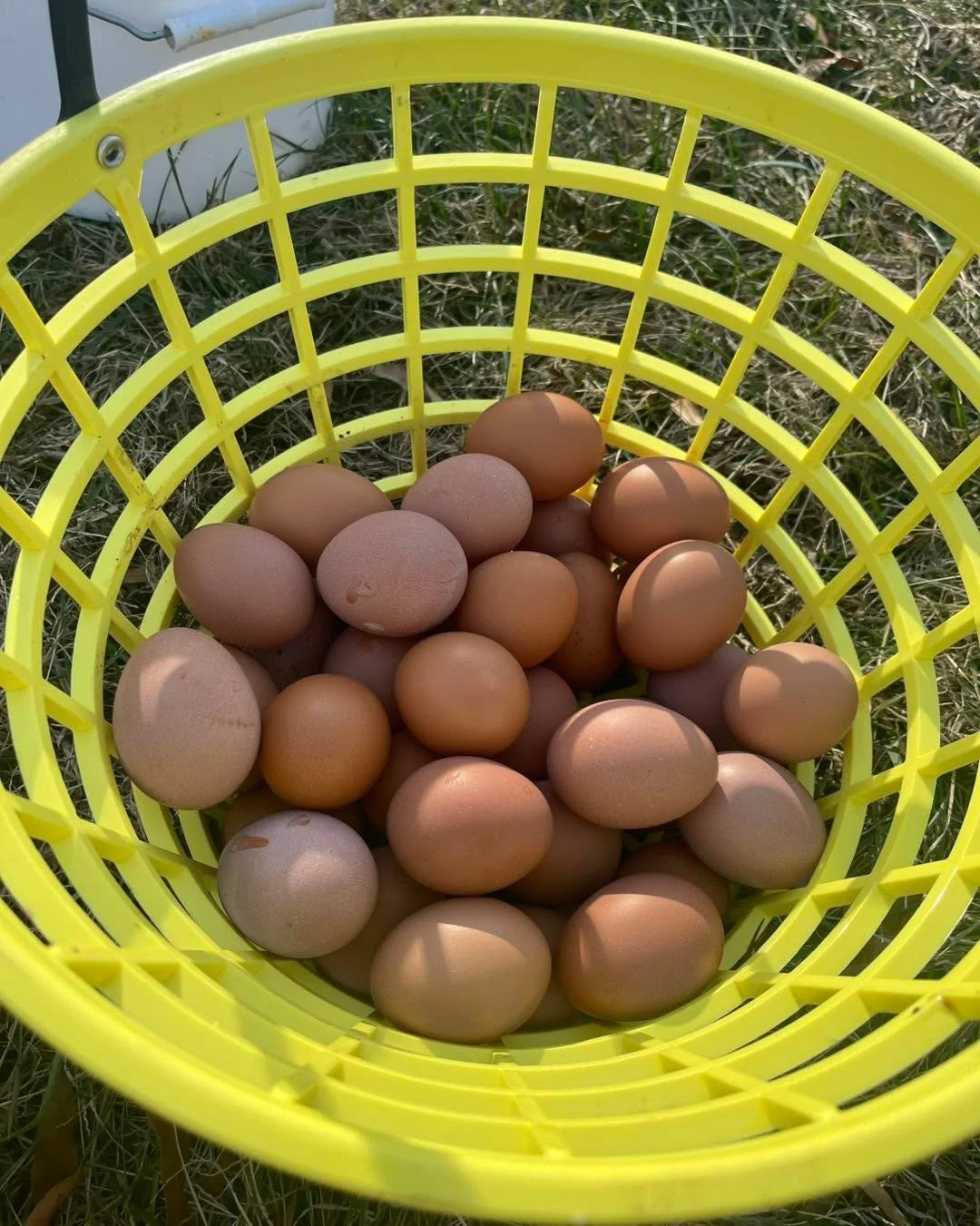 48 eggs today!!!! These girls are growing and laying so much we can barely keep up!!! Hope everyone is having a happy holiday 🤩😍😊

#PastureRaised #didyouknow #ChickenFact #supernovaeggs #chickenhistory #poweredbypasture #northernvirginiafarm #heal