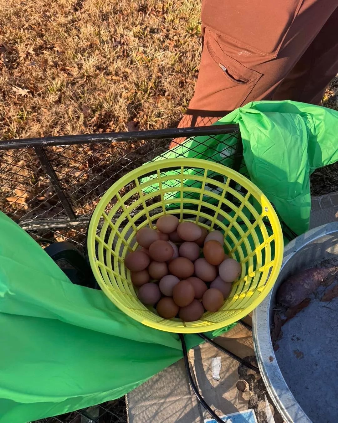 Happy New Year&rsquo;s Eve! Did you know? Hens actually sing after laying an egg, the &ldquo;egg song.&rdquo; It&rsquo;s a mix of celebration and a sneaky way to distract predators from the nest. 

Hope everyone has a great night singing their own eg