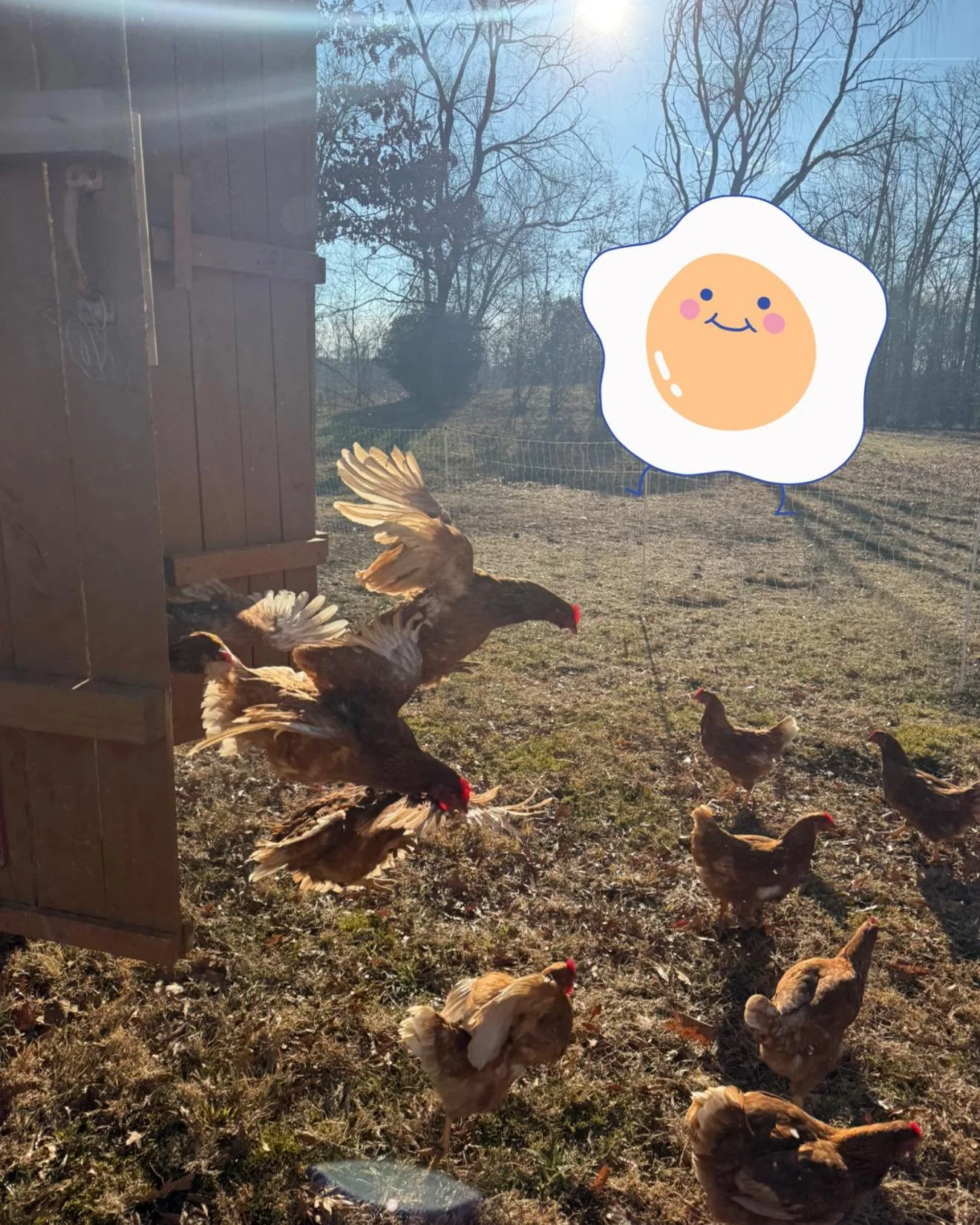 🥚 Farm-Fresh Egg Nutrition Fact 🥚
Farm-fresh, pasture-raised eggs often have more omega-3s, vitamin D, and richer yolks thanks to sunshine, grass, and bugs. Happy hens = better eggs. It&rsquo;s that simple.

#PastureRaised #didyouknow #supernovaegg