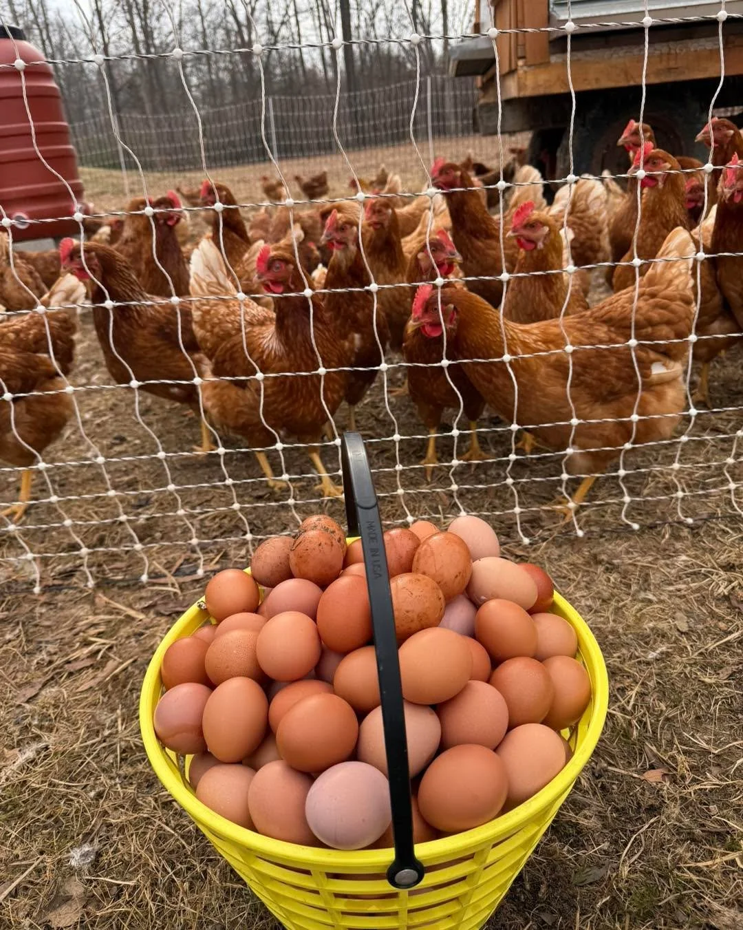 144 eggs today!!!! Our girls are laying so strong and we&rsquo;re ready to share them with you all! Check out our website for more info. We&rsquo;re doin buy one dozen get a dozen free this month!!!

#PastureRaised #supernovaeggs #northernvirginiafar