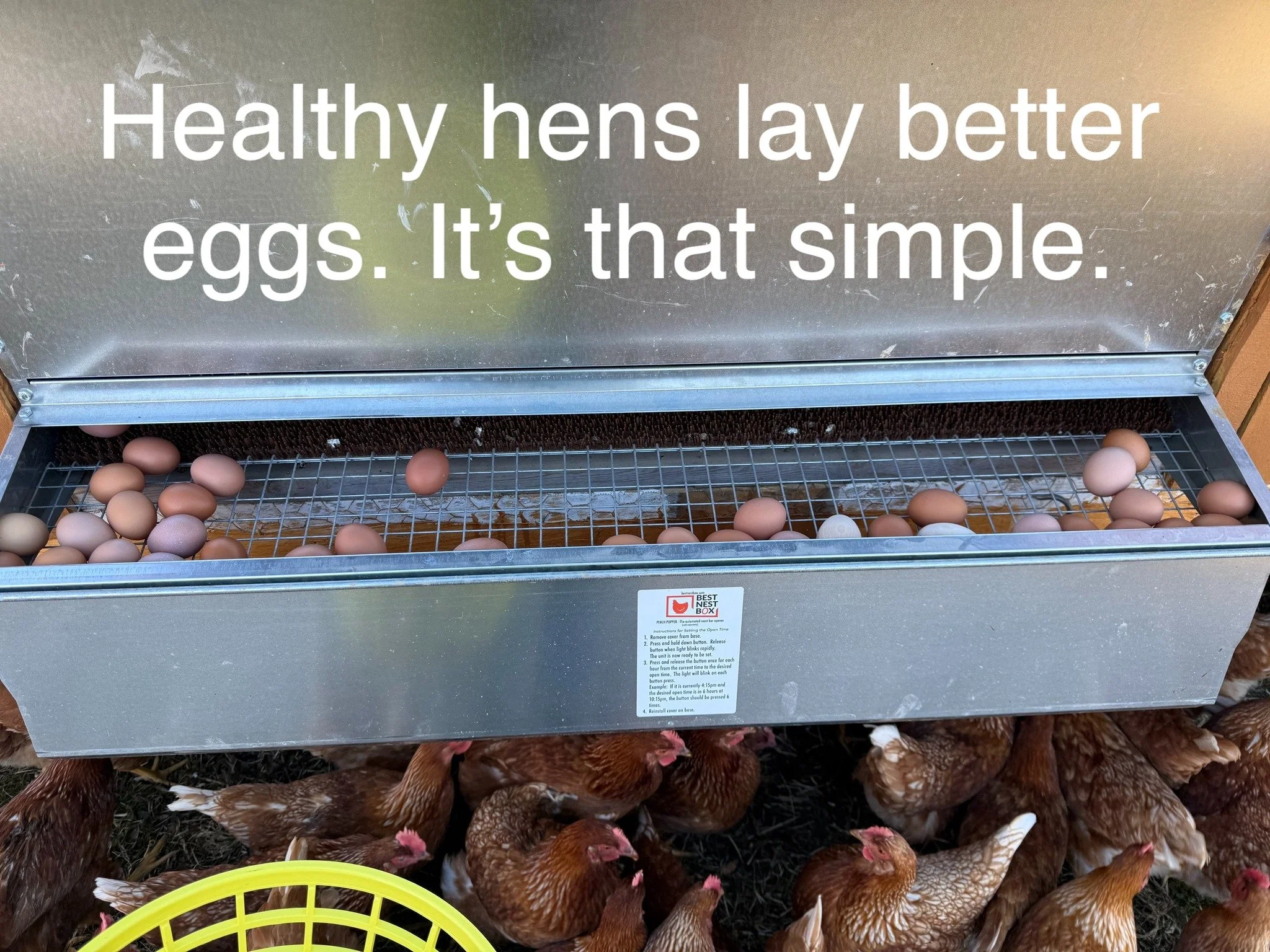 Movement Makes Better Eggs! Pasture-raised hens walk, scratch, and forage all day. That natural activity supports metabolism and overall hen health, which directly impacts egg quality. 

#HappyHens #BetterEggs #PastureRaisedLiving #FarmRaisedFood #Su