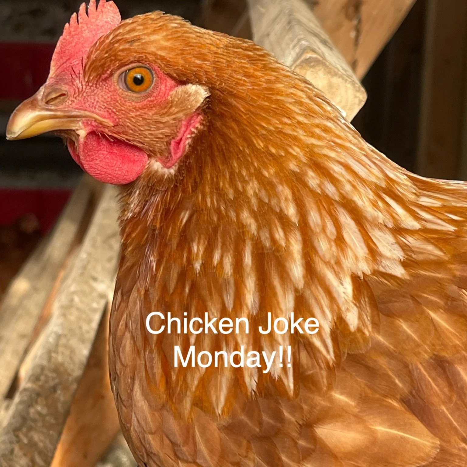 What do chickens grow on their farms? Eggplants.
(I&rsquo;ll see myself out.) 😂

#CornyJokes #ChickenLife #EggHumor #FarmLaughs