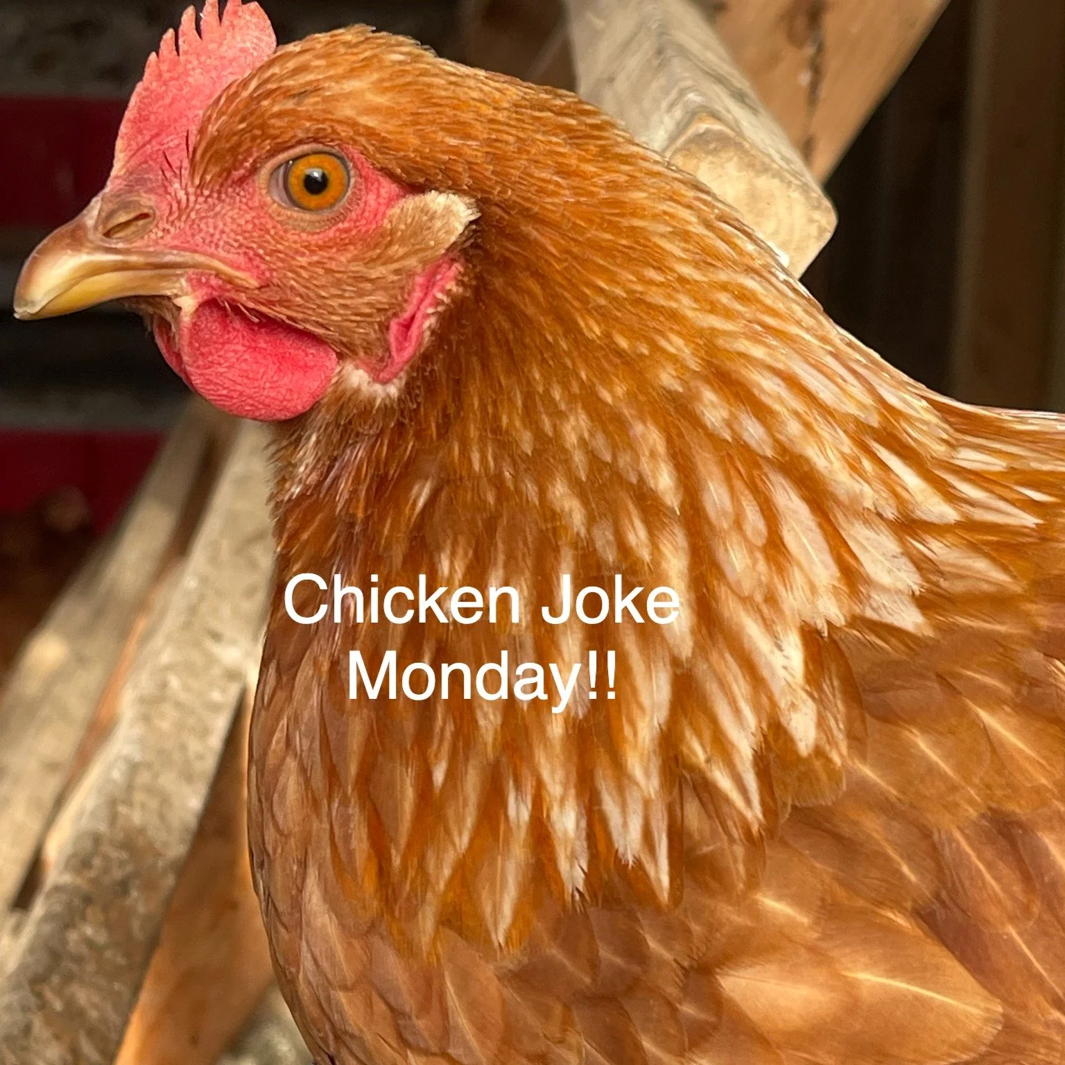 Why was the chicken so good at math?

Because it could count its eggs before they hatched. 🤓🥚

#ChickenMath #PunIntended #EggJokes #FarmFun