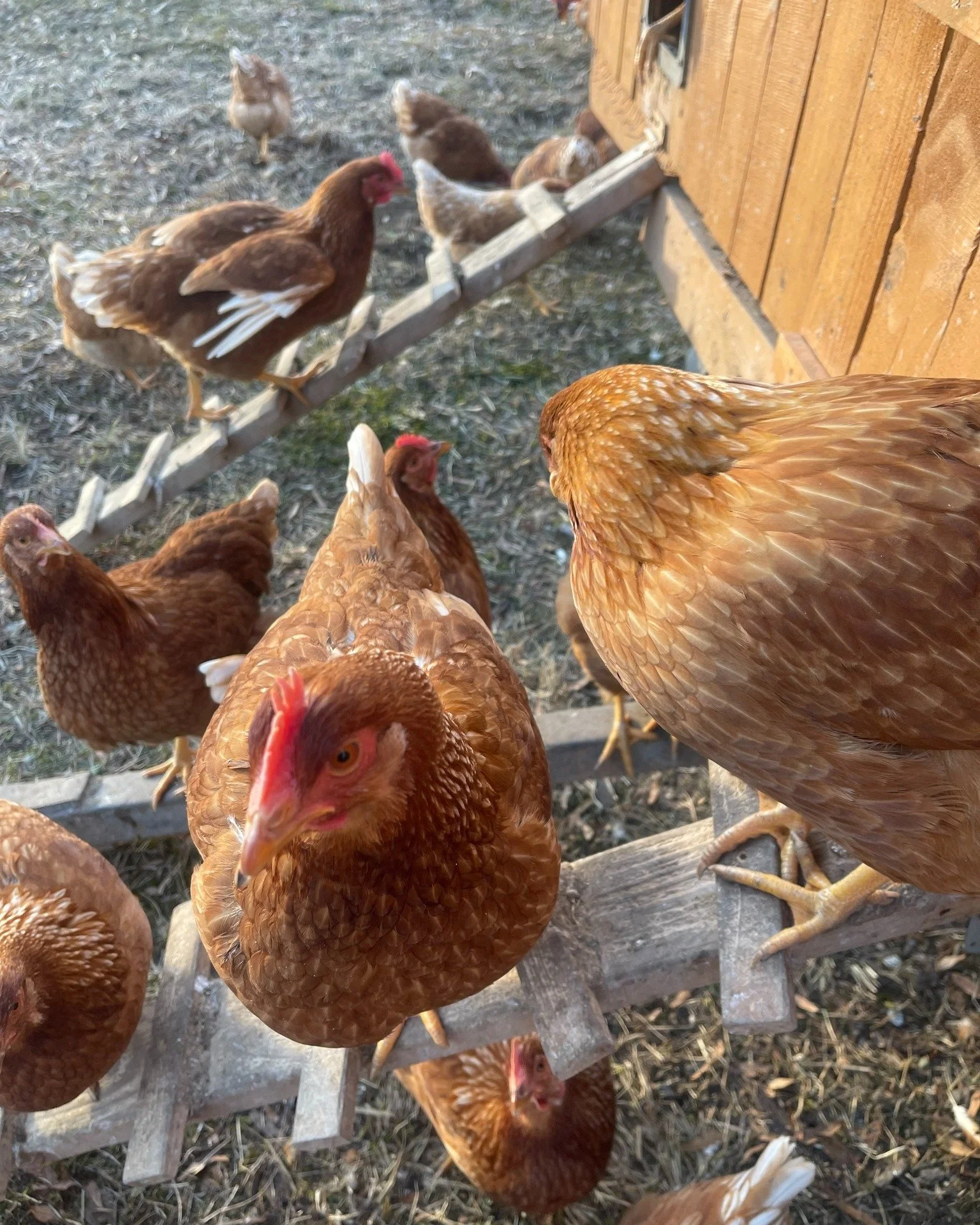 More movement + more diverse diet = more nutrient-dense eggs for you. Hens that forage on pasture consume insects and leafy greens that naturally boost omega-3s and vitamin E in their eggs! 

#PastureRaisedEggs #Omega3Eggs #FarmFacts #EatBetterEggs #