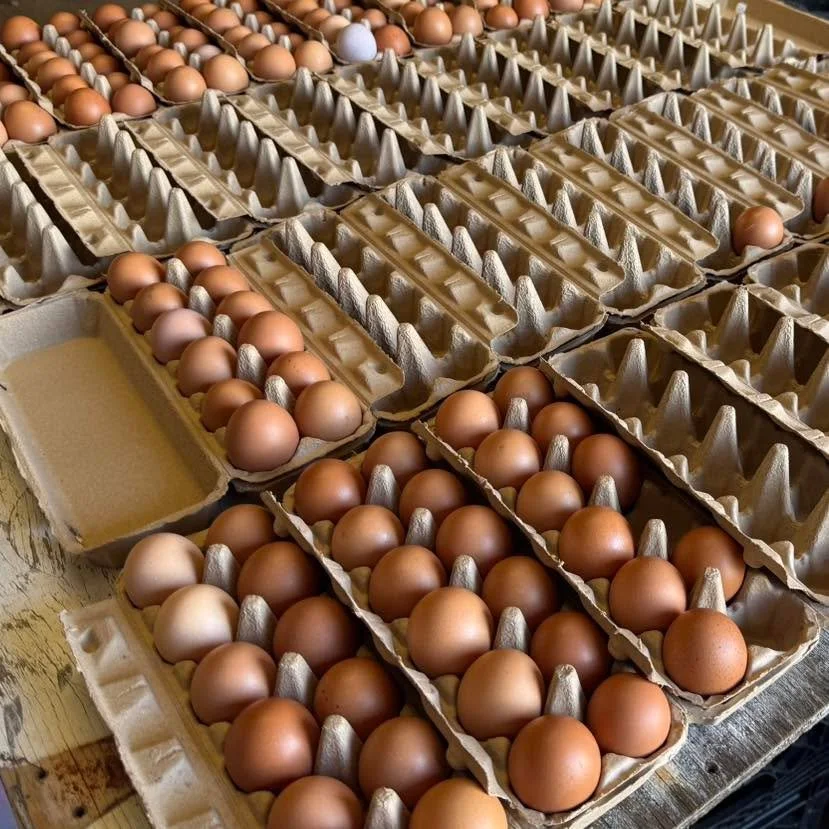 The farm stand is OPEN today and tomorrow from 2:00-6:00 PM!

Come grab fresh, pasture-raised eggs before the heat wave. 🌻🥚

We&rsquo;ll be CLOSED Thursday and Friday because of the extreme temperatures, but we&rsquo;ll be offering local egg delive