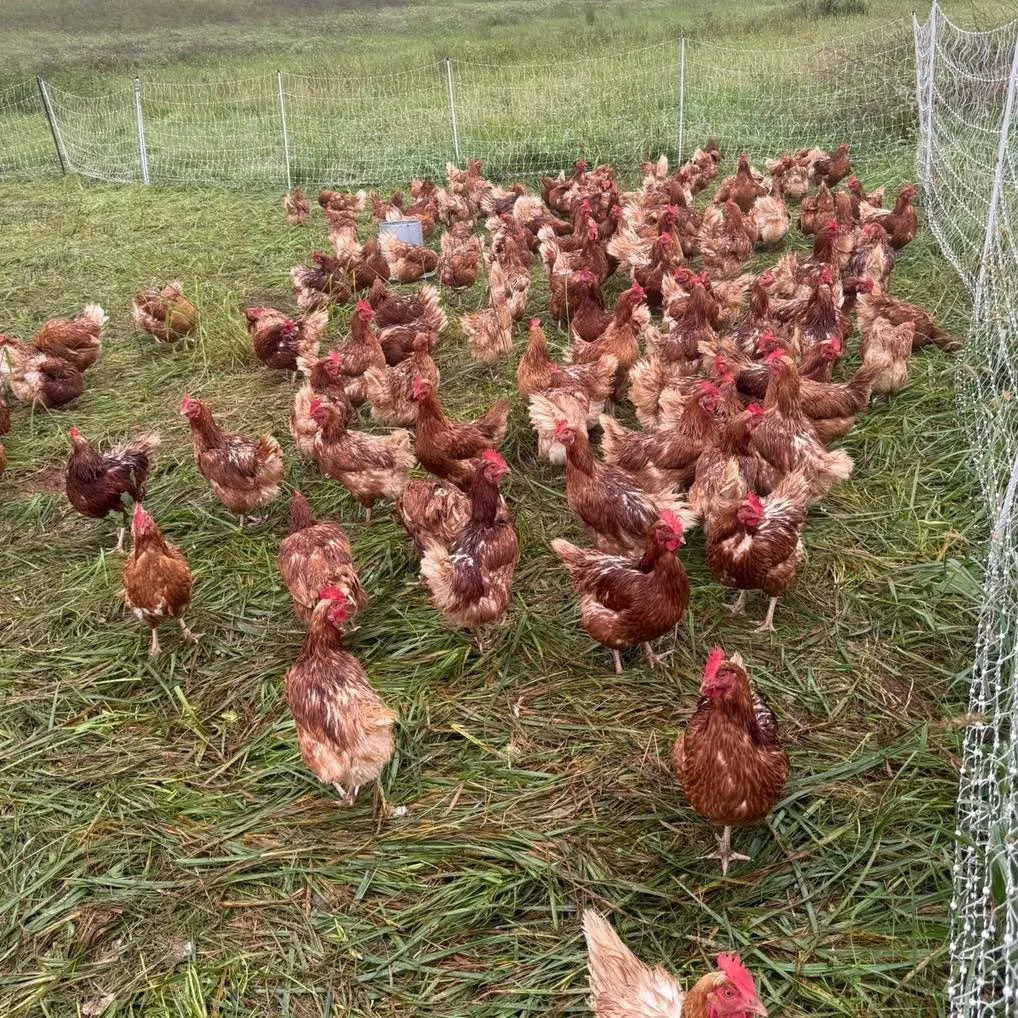 Happy hens, happy eggs! 🐓🥚☀️

Our girls are very much enjoying the cooler fall weather, fresh pasture, and plenty of room to roam!

Raised on pasture with sunshine, fresh grass, bugs, and non-GMO feed, these hardworking ladies keep us busy and our 