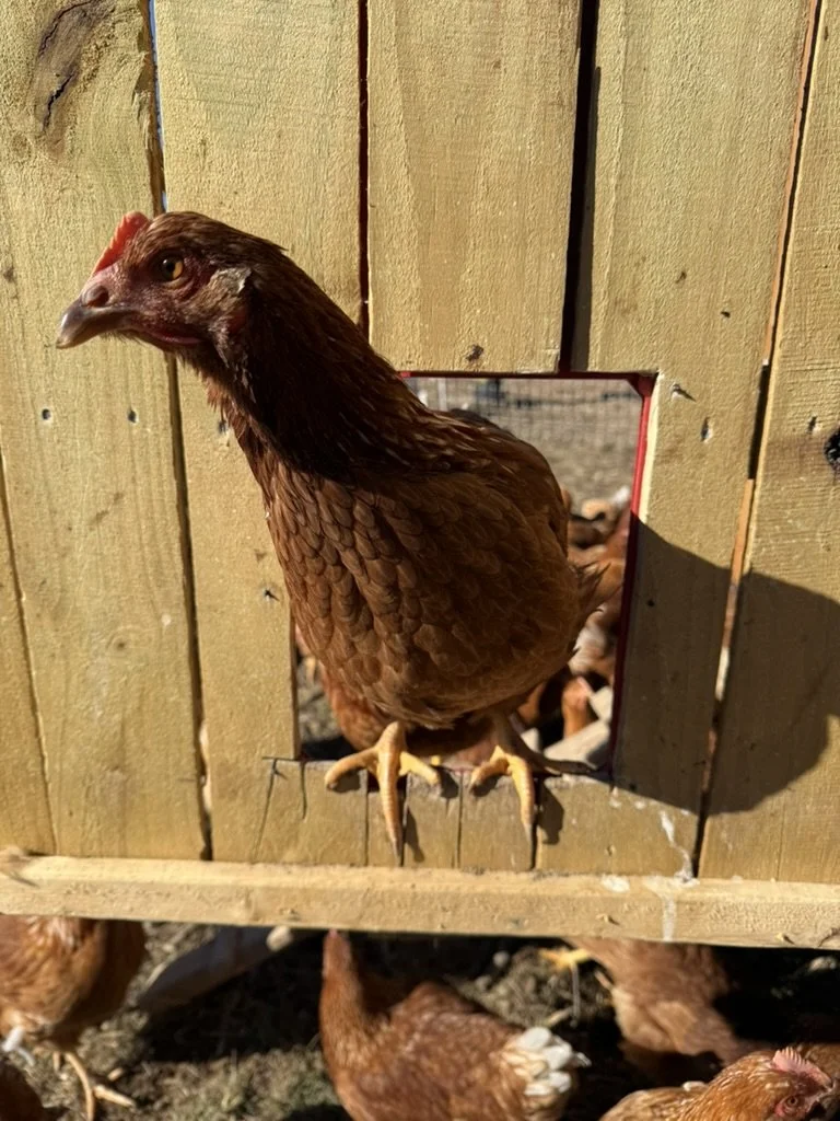 The Happy Hen 6-month subscription