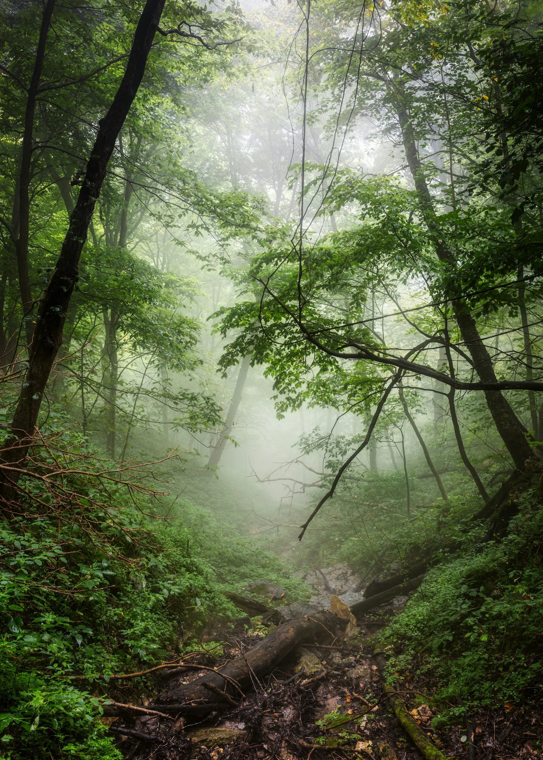 Mist on a lush green forest with trees, foliage, and fallen logs.
