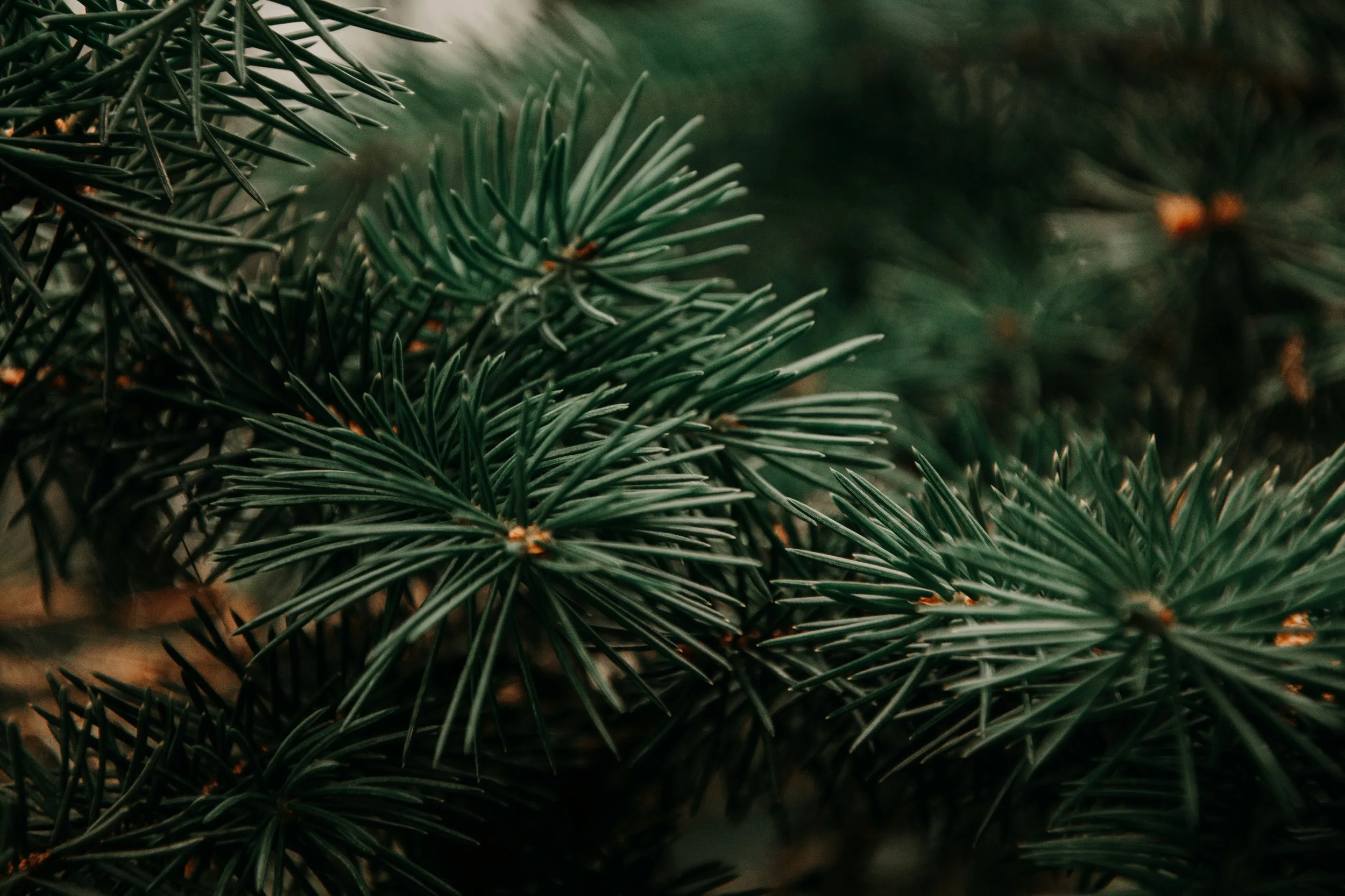 Close-up of green pine tree branches with needle-like leaves.