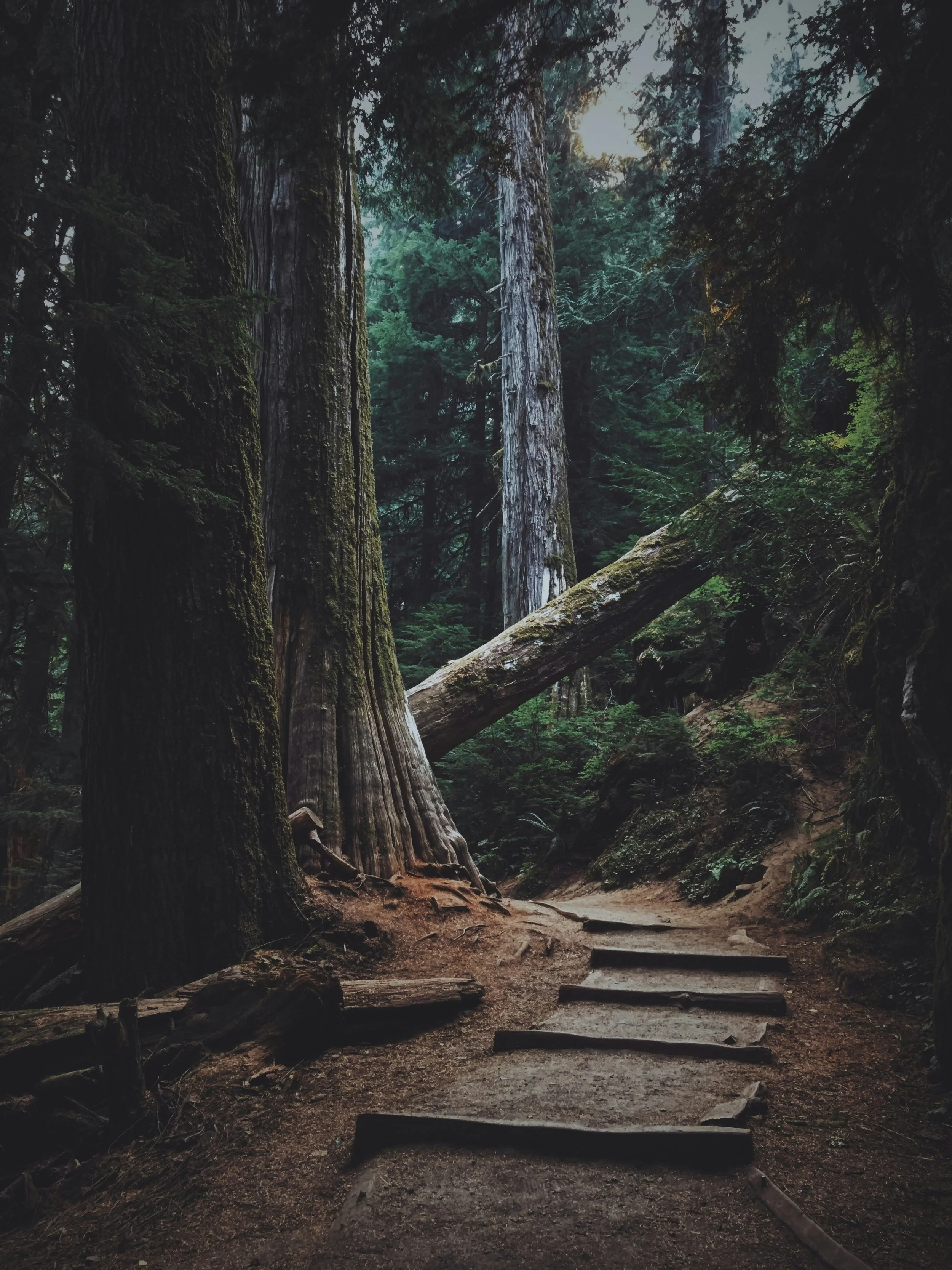 A forest trail with wooden steps, tall moss-covered trees, and dense greenery, with sunlight filtering through the trees.