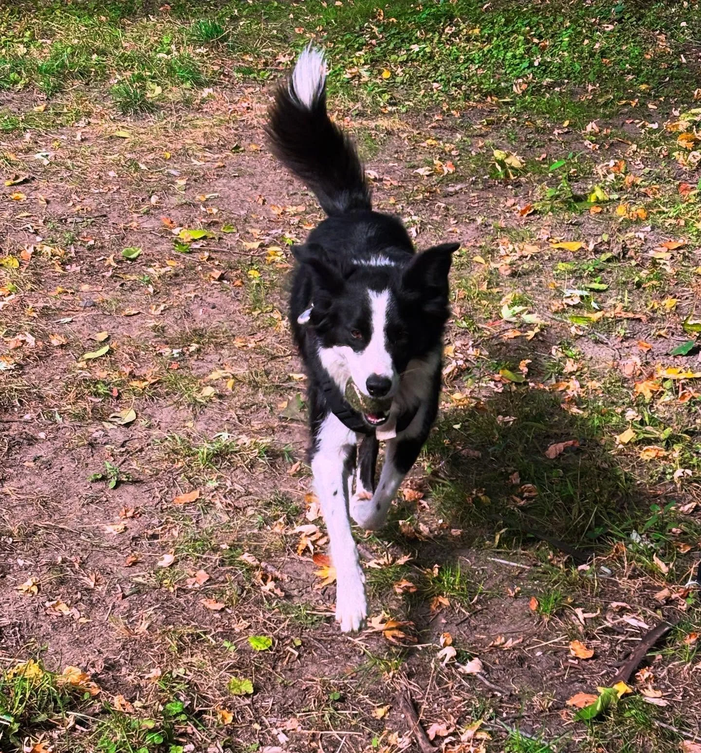 This precious friend of mine is used to a routine on work-from-home days that I eat lunch at noon and then I go to the backyard and play fetch with her. I got a bit hyperfocused until at 12:30, I heard whimpers as if she were dying in the backyard. A