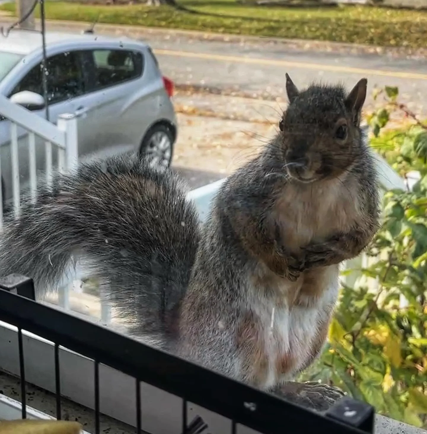 Took a break from the state of the world to say Bonjour to the squirrel at my window and appreciate the autumn walking my dog. When humans disappoint, take a nature break.