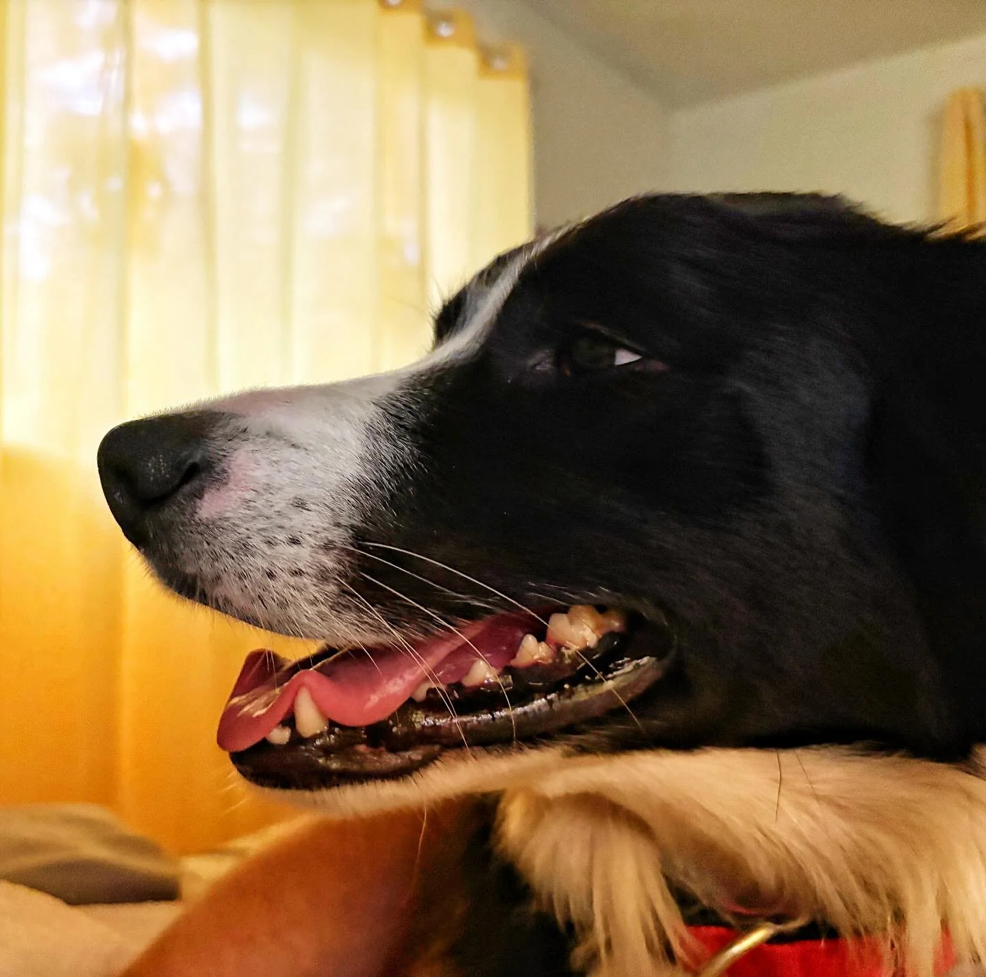 A beautiful first sight of the day. How anyone is so happy to be awake at 7 is incomprehensible to me, though.