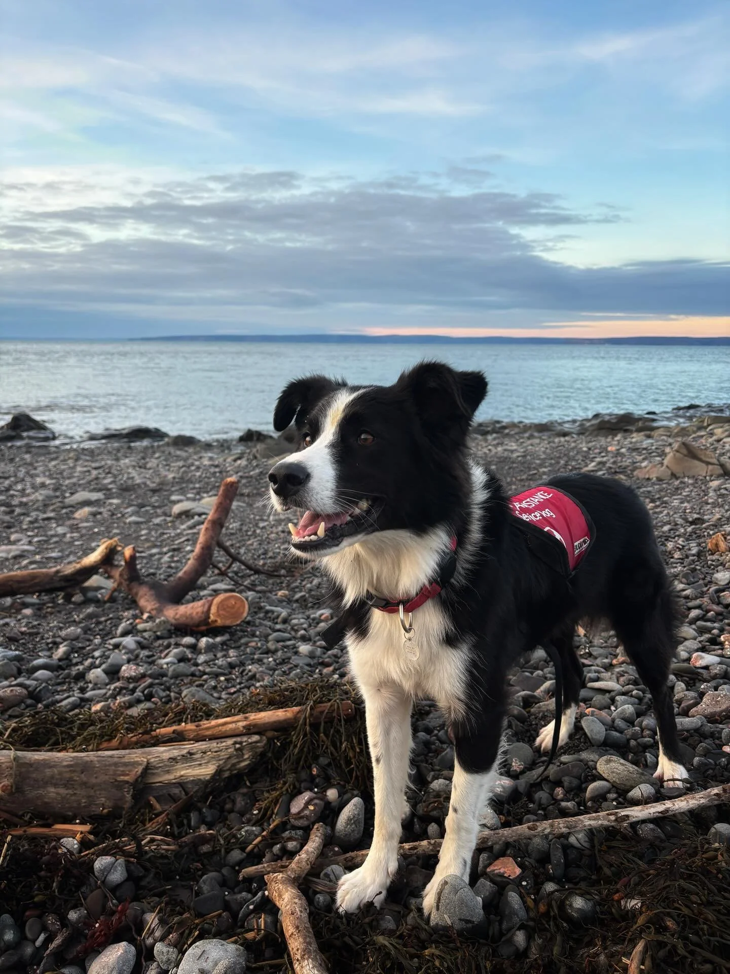 &quot;You may not agree, you may not care, but
if you are holding this book you should know
that of all the sights I love in this world -
and there are plenty - very near the top of
the list is this one: dogs without leashes.&quot;

Mary Oliver