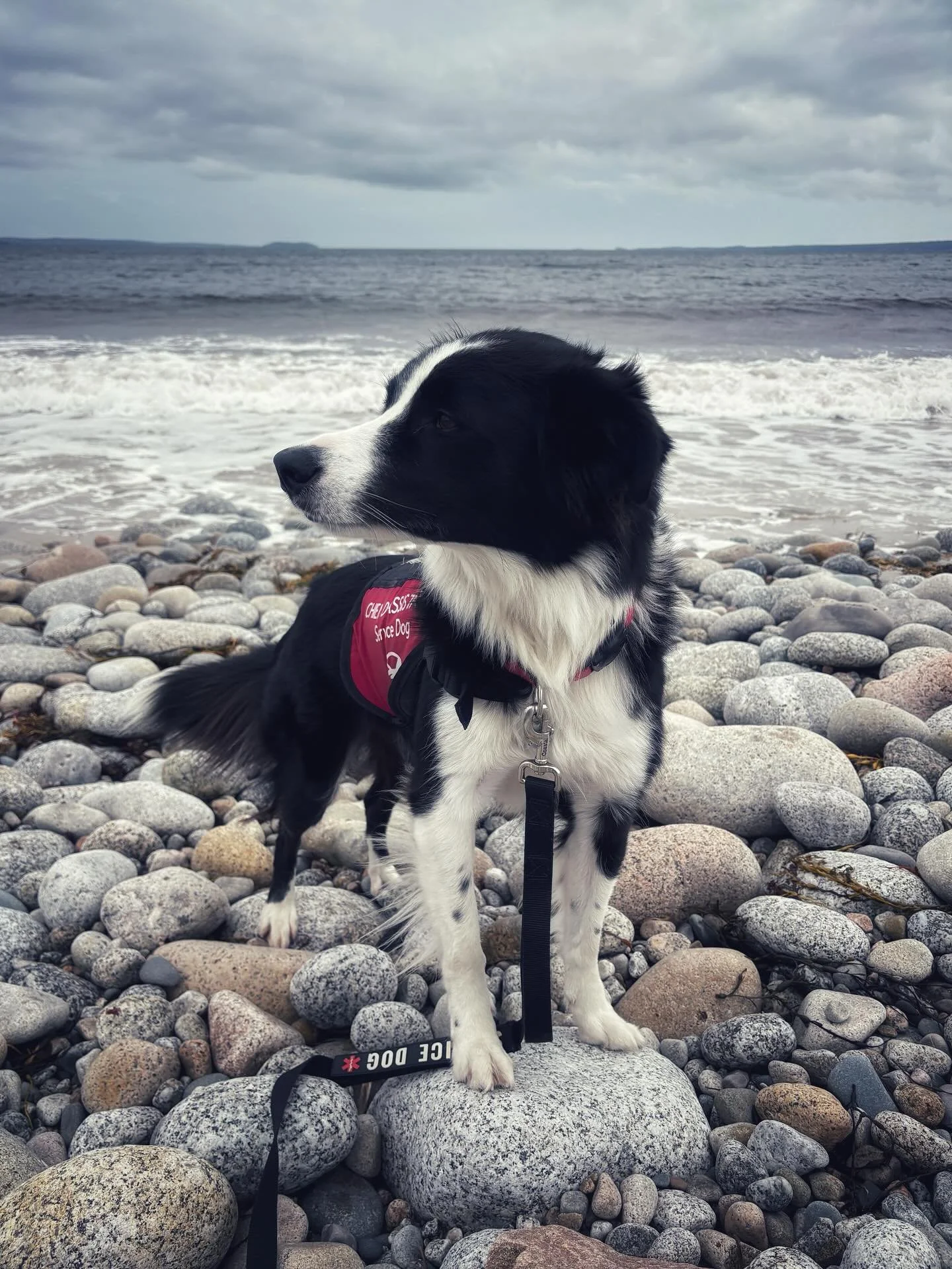 Are you happy? Are you border collies on the beach with a ball happy?