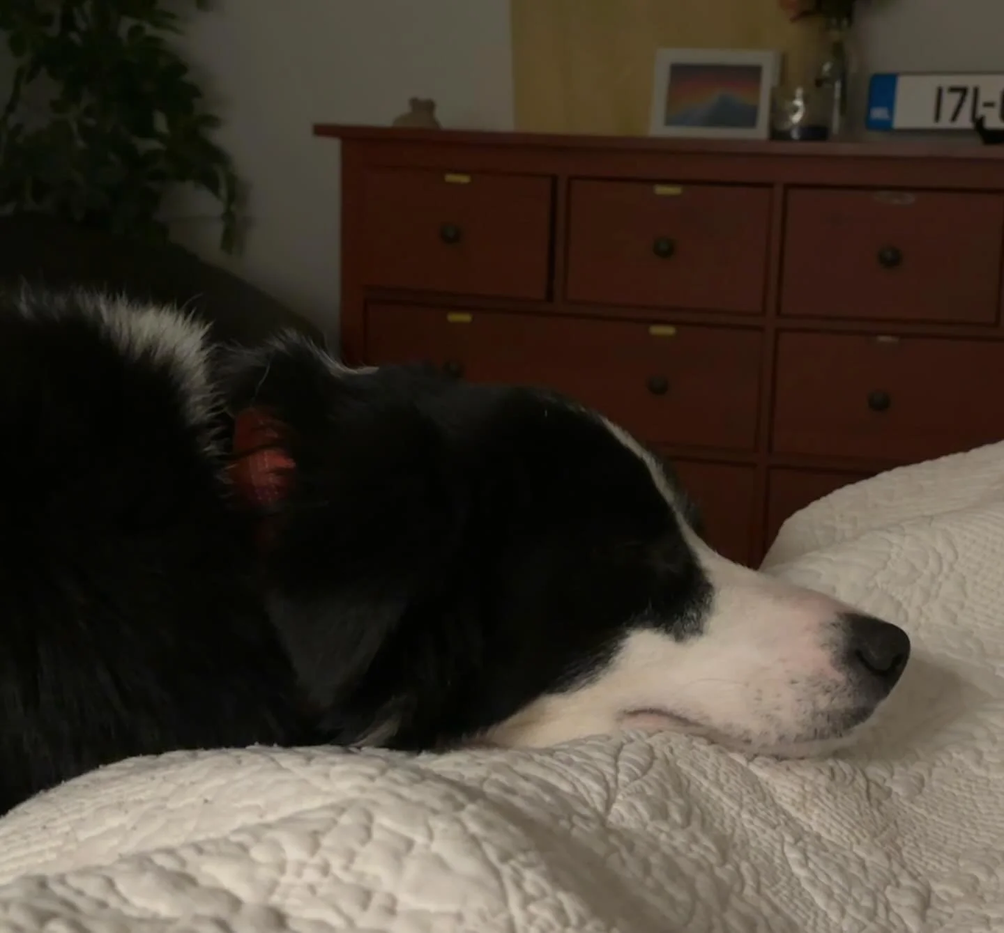 Imagine thinking your negativity could get to me when I have the sublime experience of a dog sleeping with her chin resting on me... No mere human can match that emotional power.