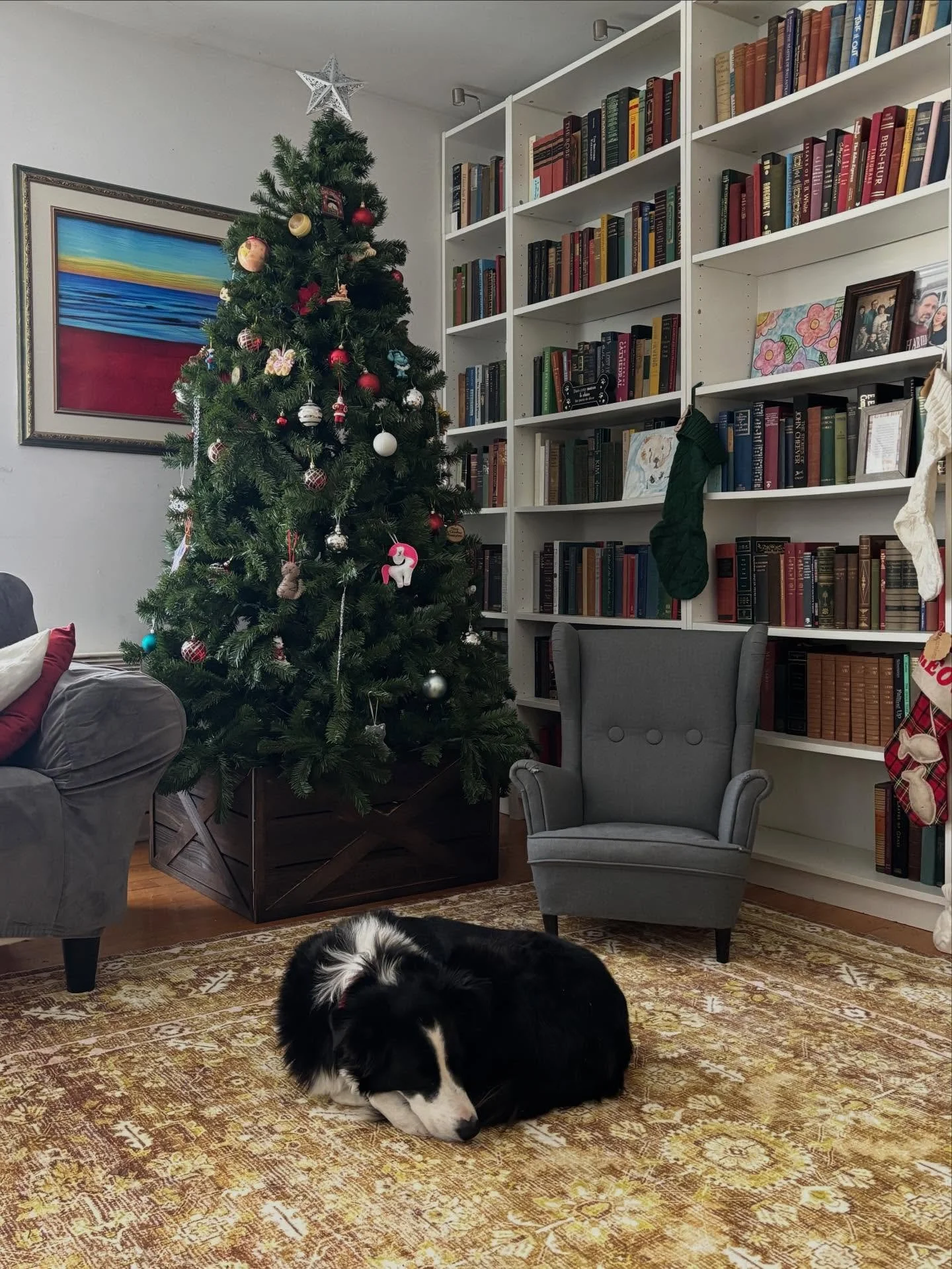 A curled up sleeping border collie requires a much longer -15&deg; walk in the snow than some people can handle. I earned this cute sight. I share it with you for free.