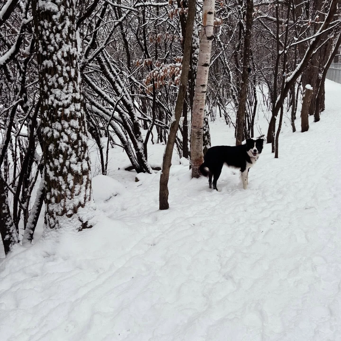 It is essential that at least one of the people who goes on the early morning winter walk loves it, it is not essential that that person be a person.