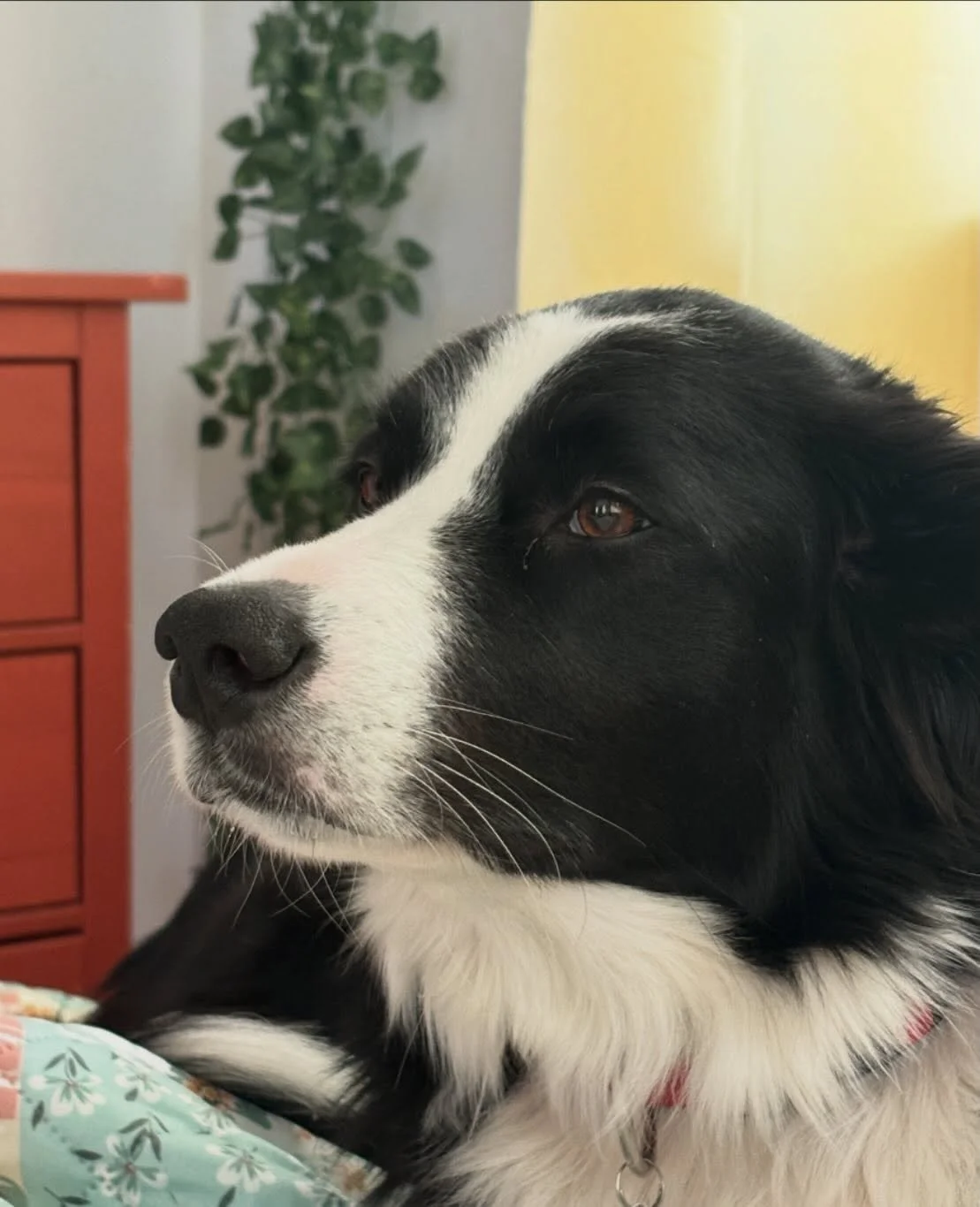 If border collies are the smartest dogs, and if this border collie thinks the happiest place one could be is next to ME, then my life goal is to find the person as smart as this dog... 🐾