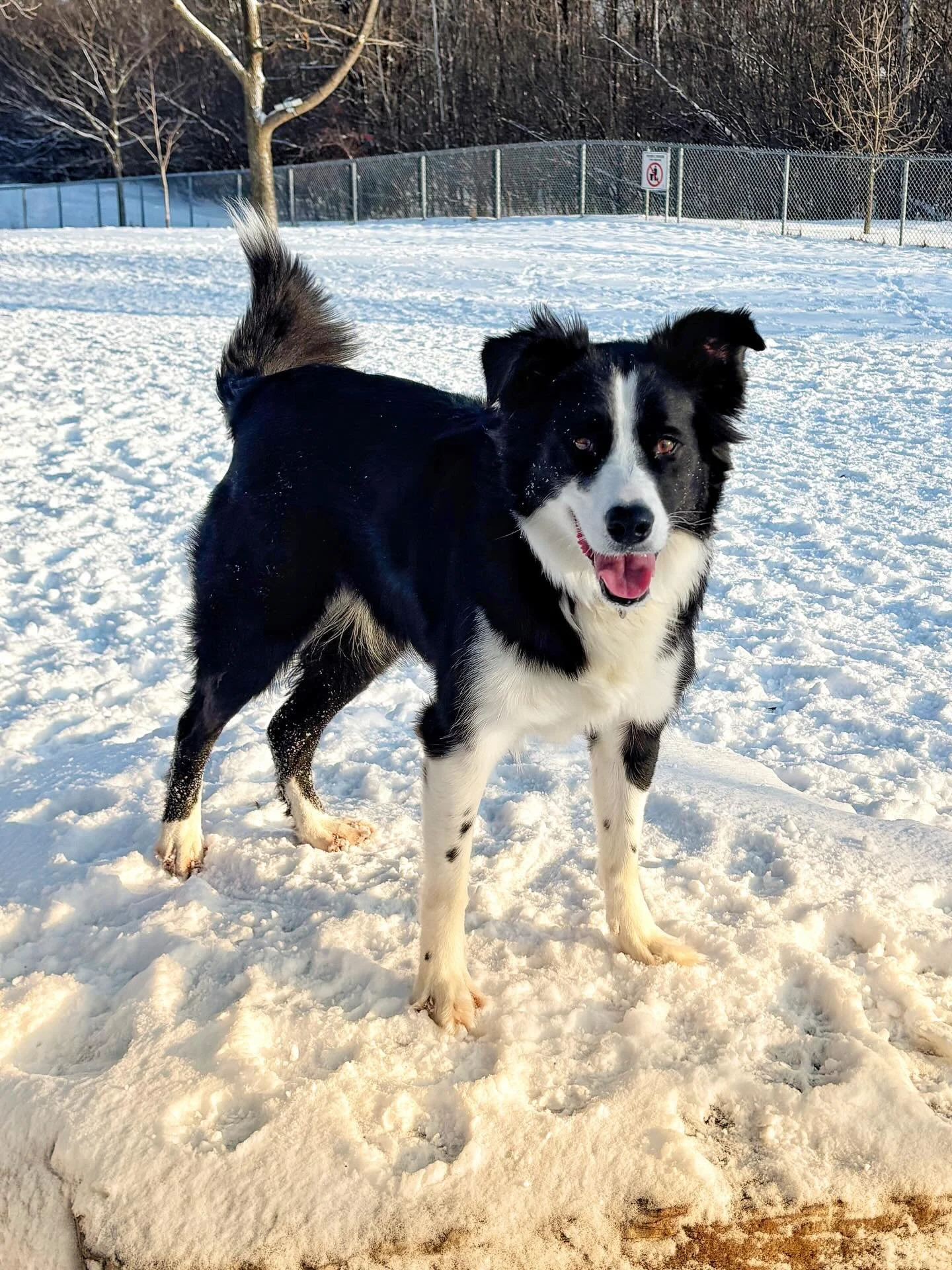 How pretty do you have to be to convince me a cold winter morning walk is a good idea? This pretty.