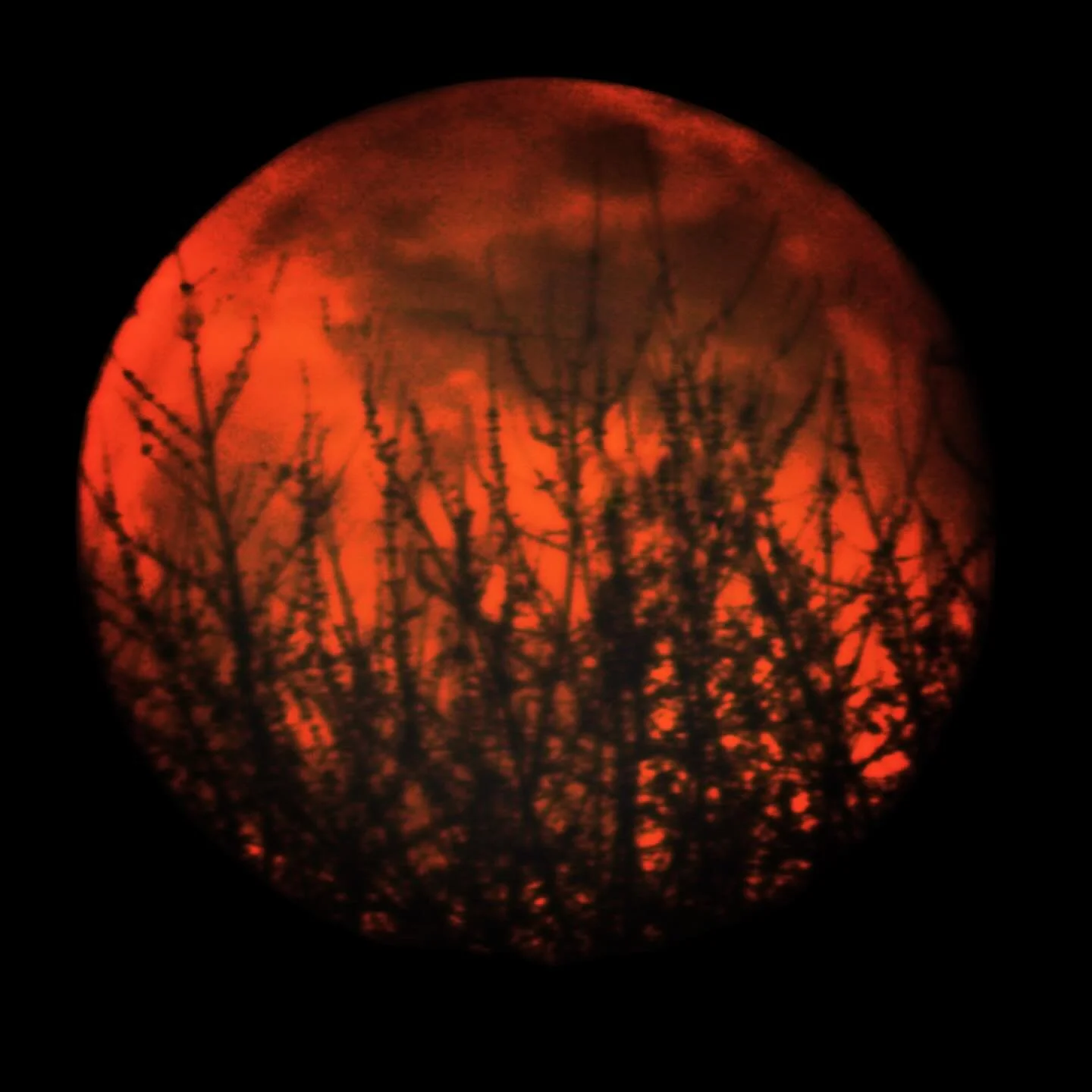 La lune vers les arbres ce soir