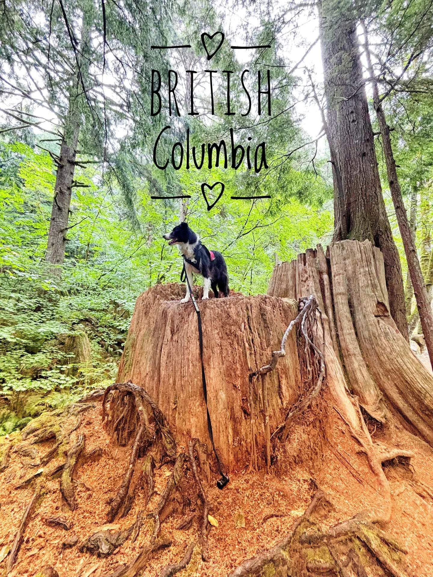 I am happy to report that as of this morning I, and more importantly and more adorably, my dog Rilla Blythe, have been to all ten Canadian provinces.