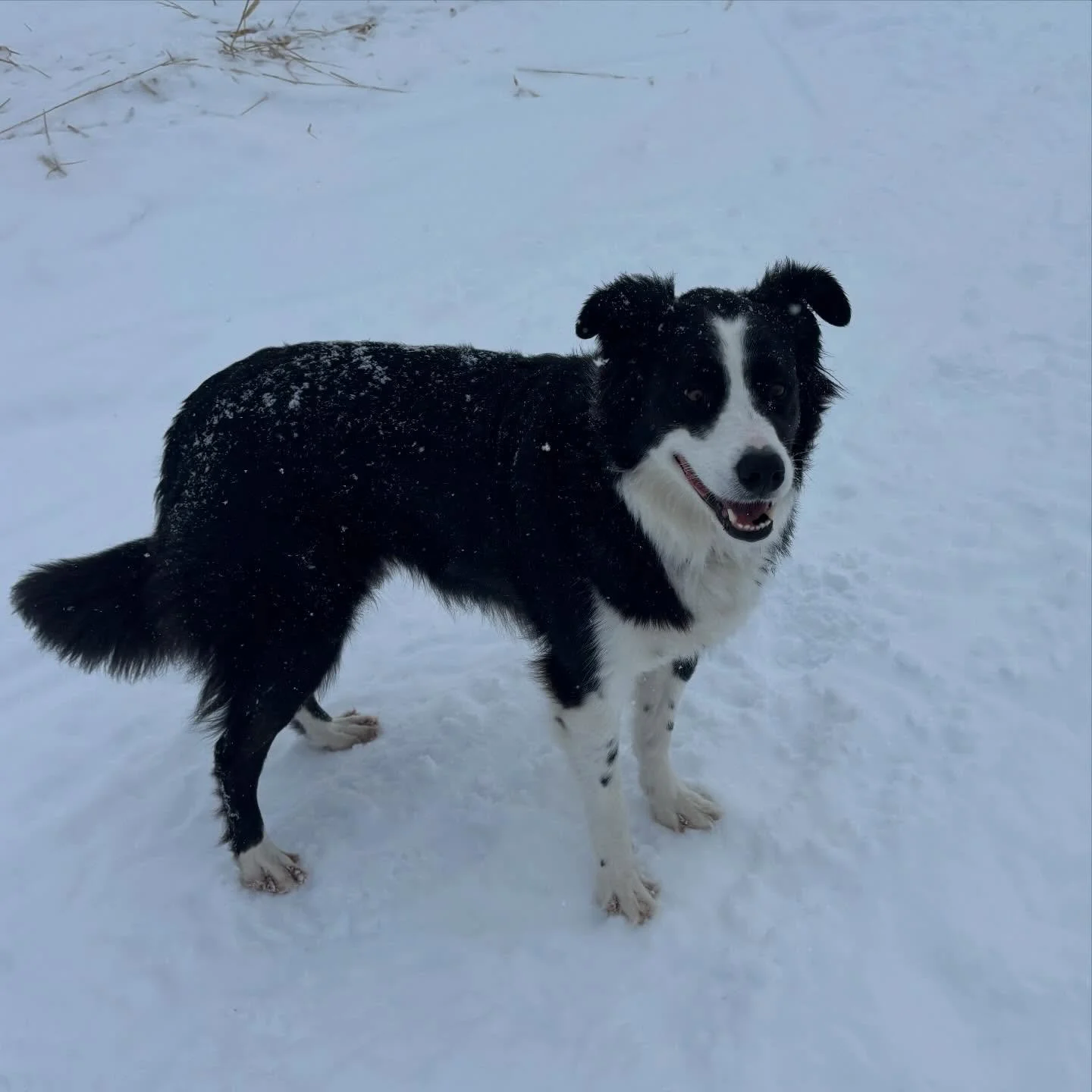 "Emotion shook Rilla from head to foot." - Lucy Maud Montgomery