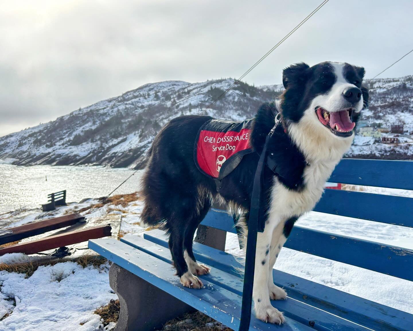 An ancillary psychological benefit of a service dog is constantly being accompanied by someone who reminds me how happy I should be to be alive, to stand in the breeze, to smell something upwind.

"I woke up with a headache, I'm tired, I'm far f