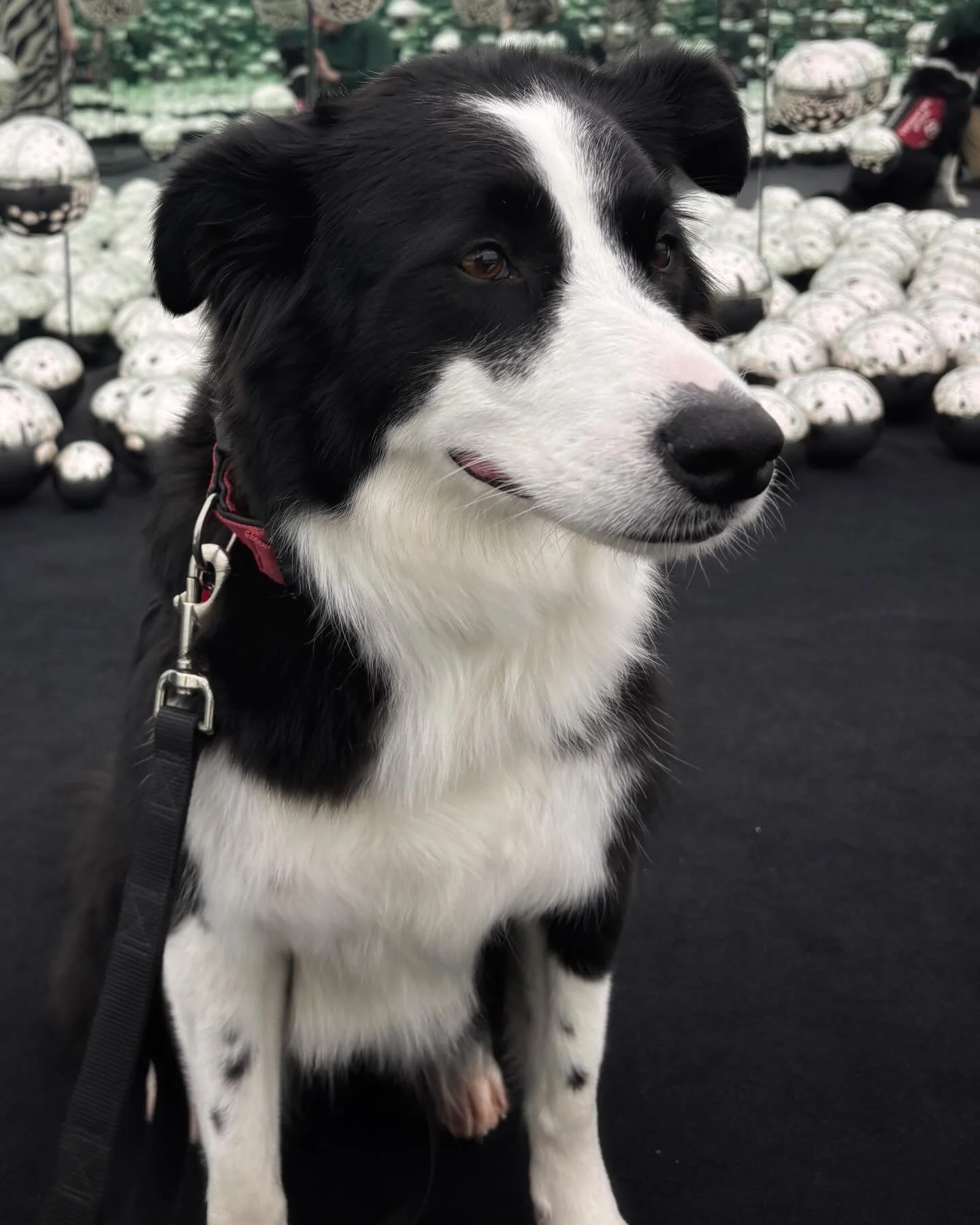 She literally cleans up so well. Thanks @doghavenmidtown !