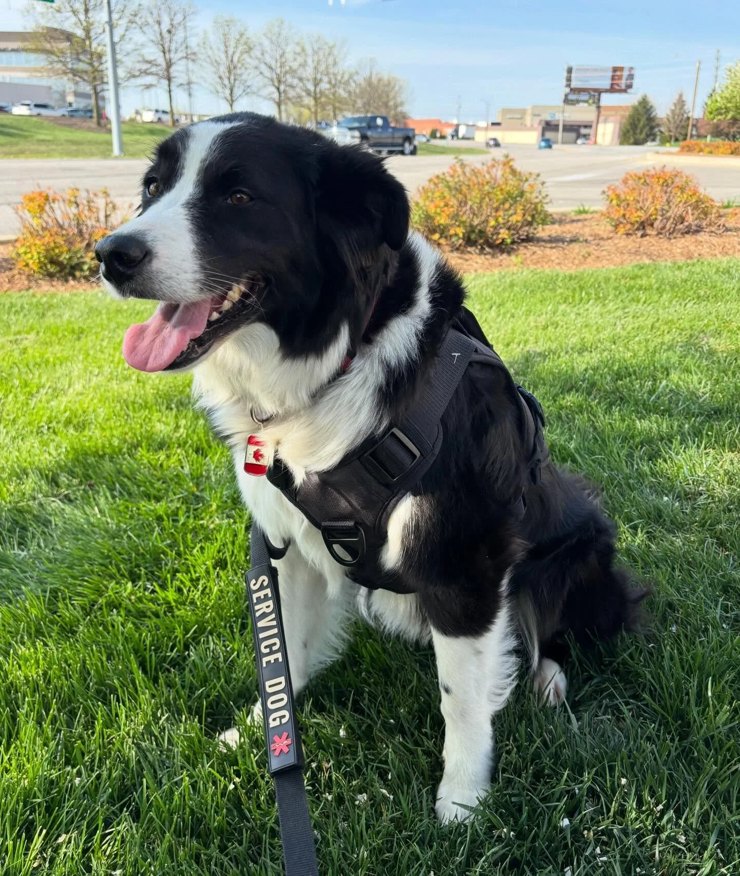 My dog has been to every province of Canada. She has gone swimming in the Atlantic and Pacific oceans, the Gulf of Mexico, every Great lake, and the Mississippi, Missouri, and St. Lawrence rivers. She has hiked the Rockies and the Appalachians. She h