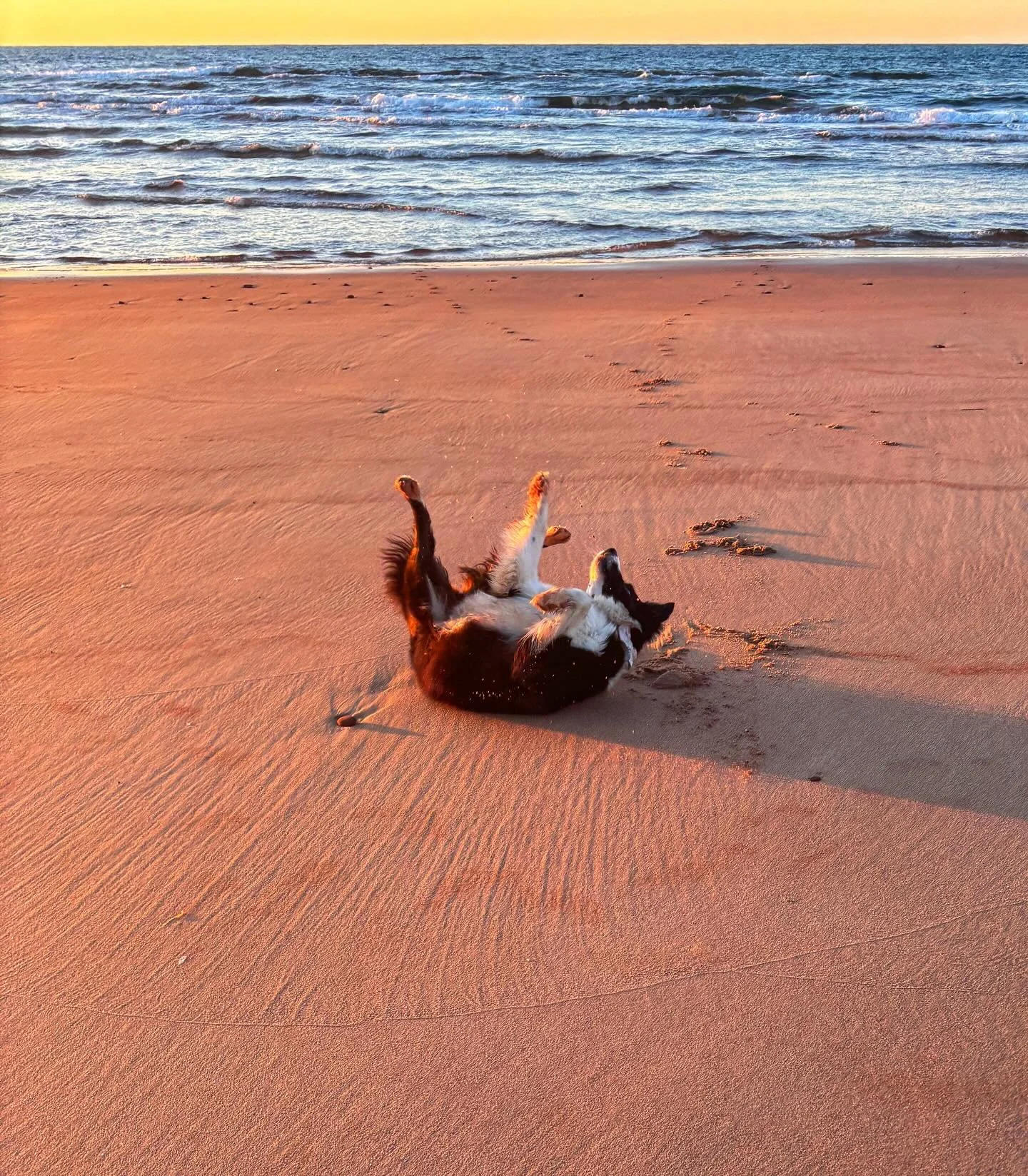 Rilla being appropriately joyous at being on PEI where she belongs
