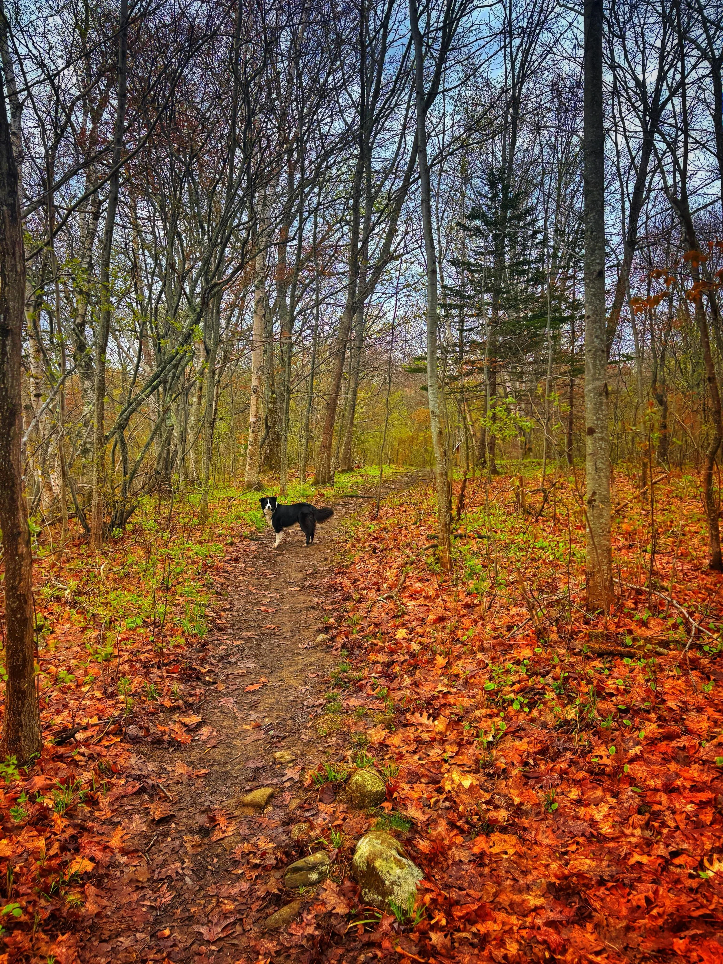The constant, longing, look back you must do when your slow hiking buddy is 10 times your age and has half as many legs as you do.
